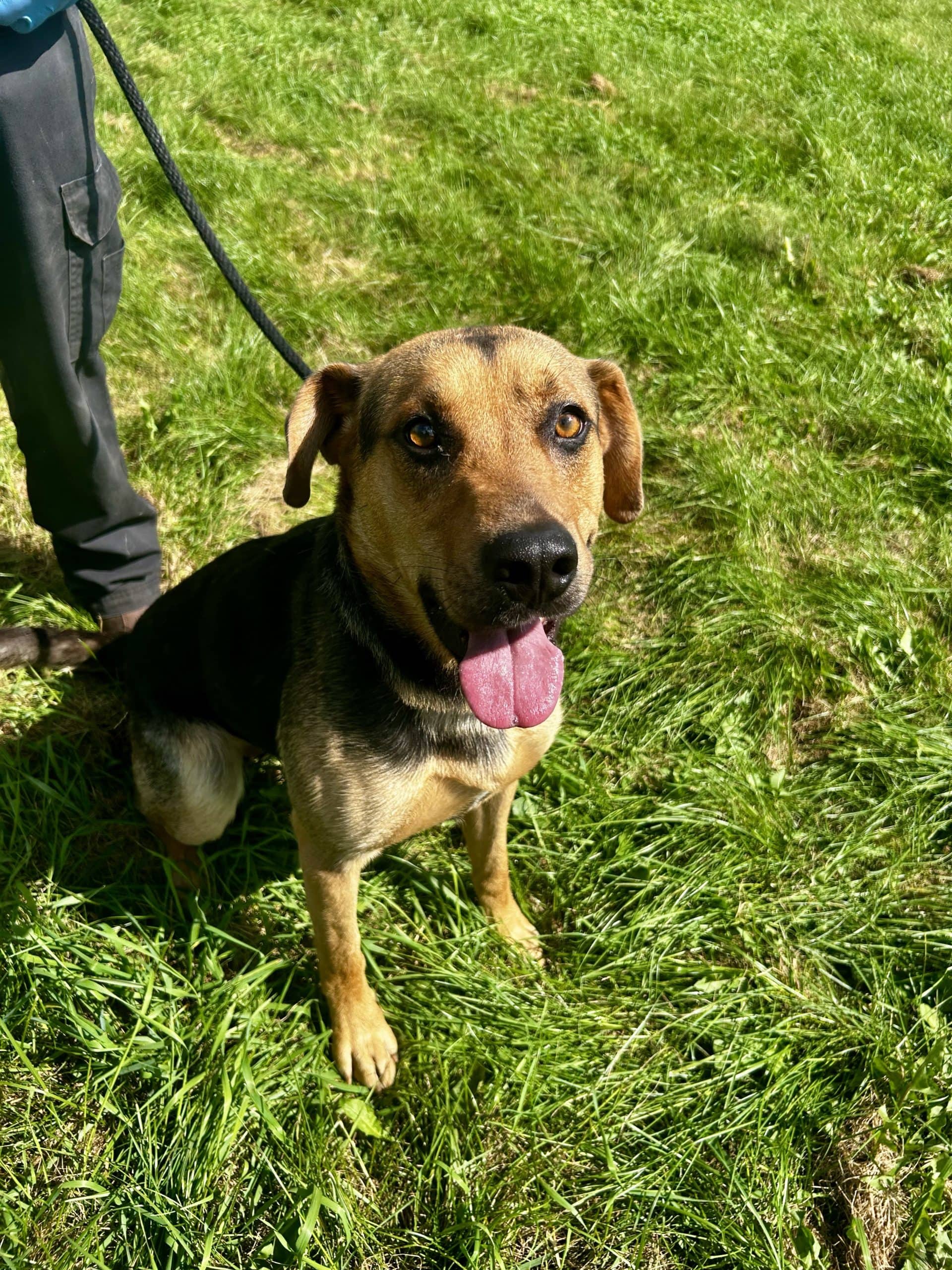 Copernic - Mixed Breed available for adoption