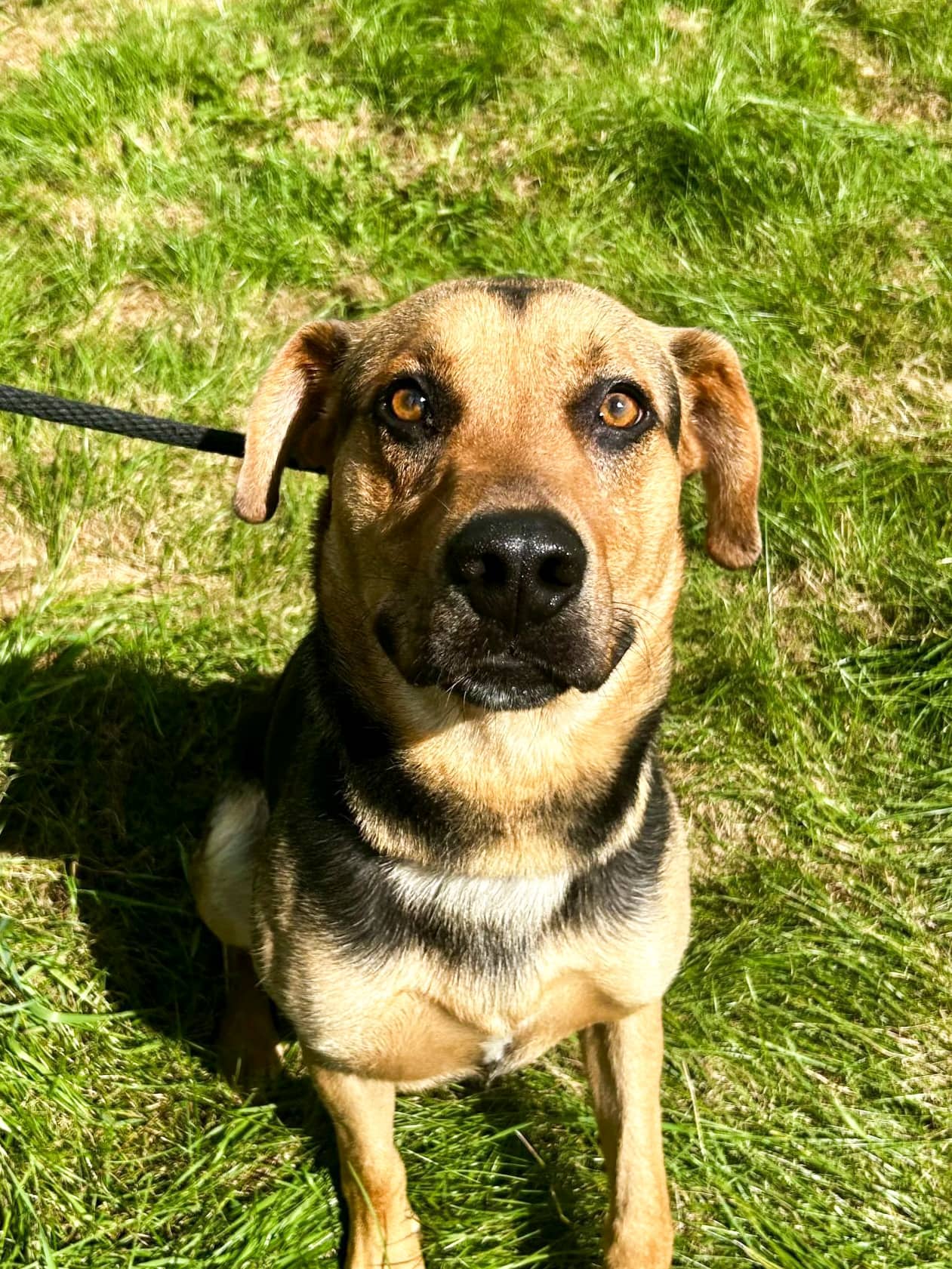 Copernic - Mixed Breed available for adoption
