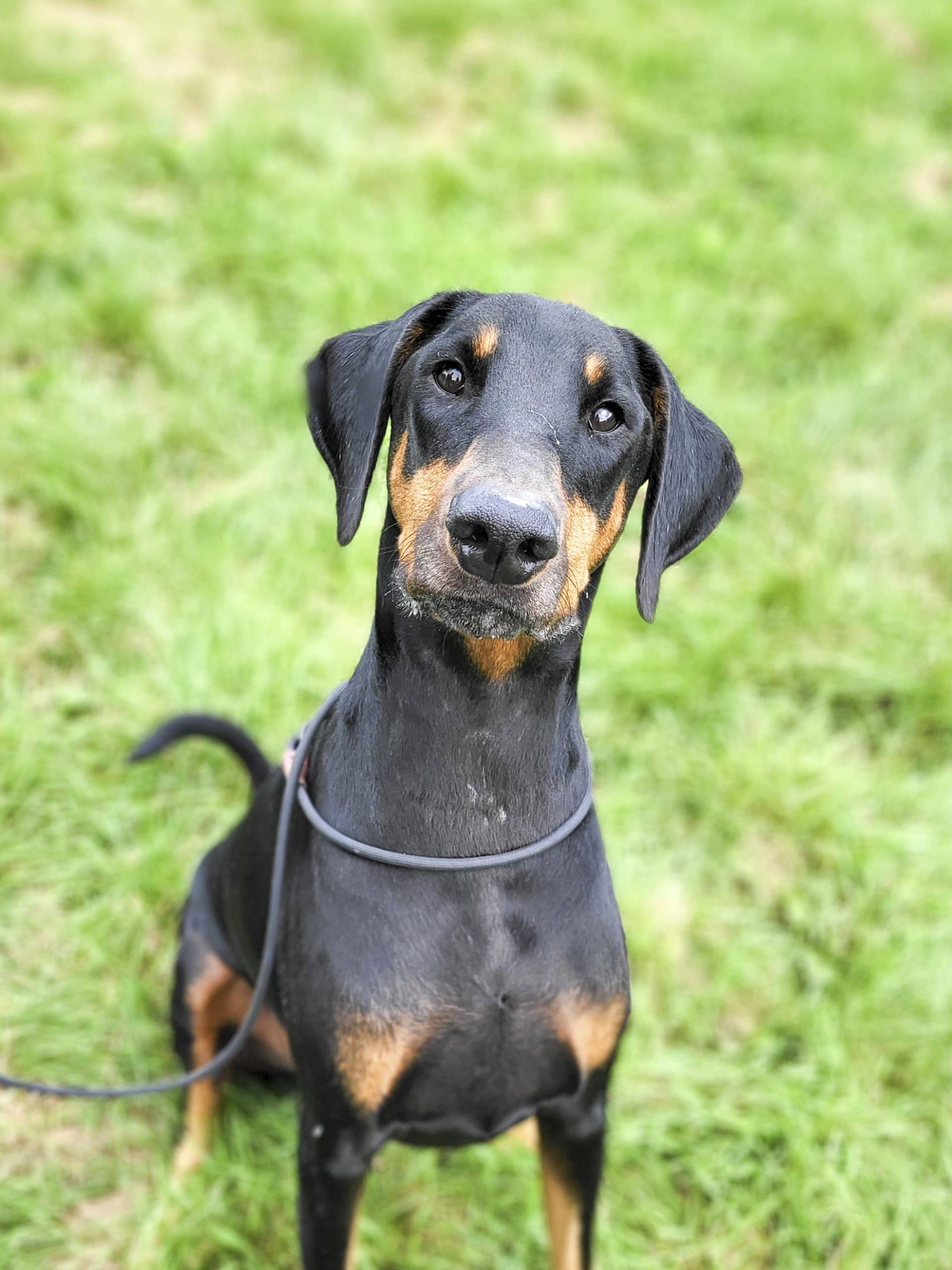 Diablo - Doberman available for adoption
