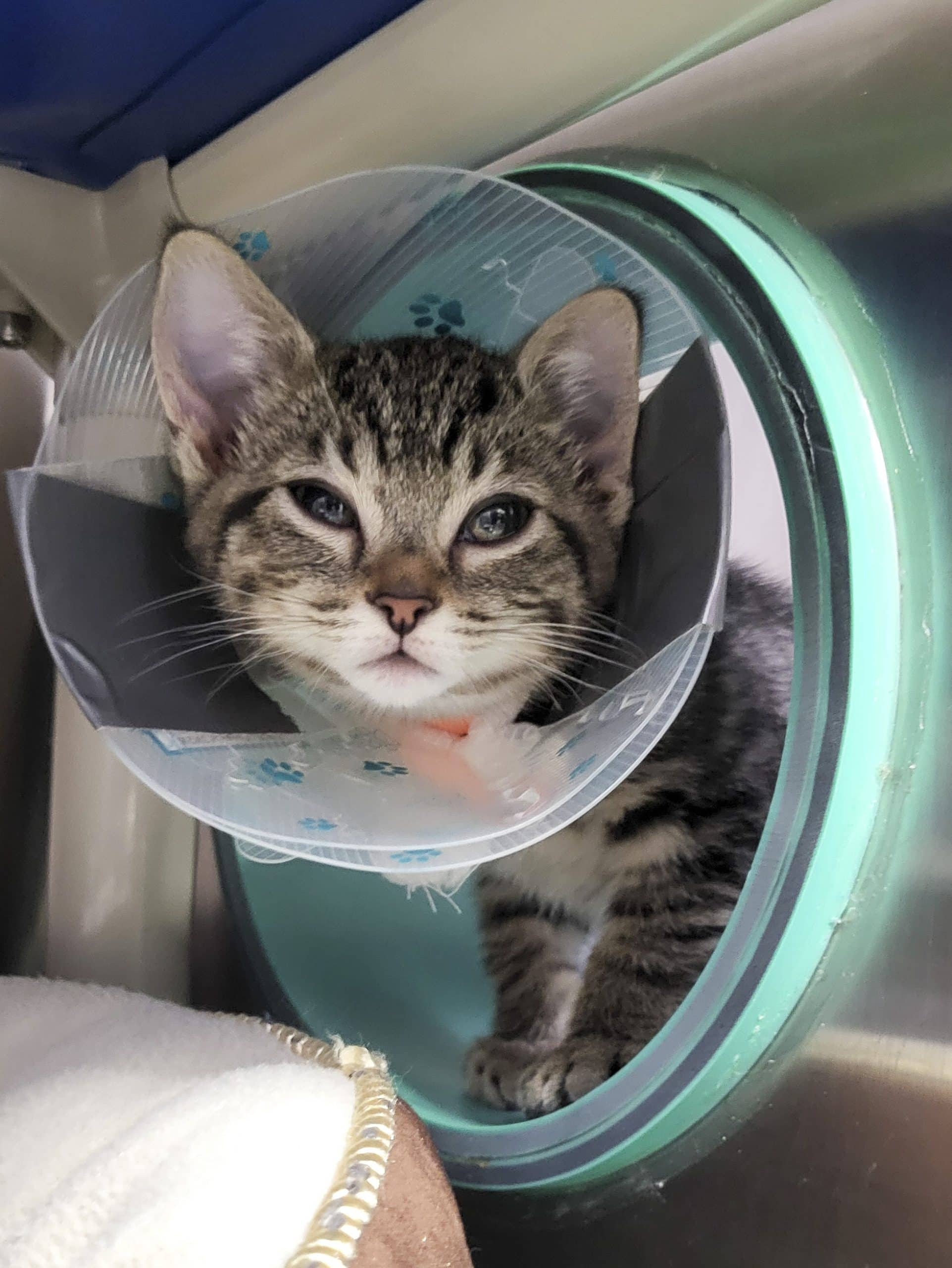 Feuilleté - Domestic Shorthair available for adoption