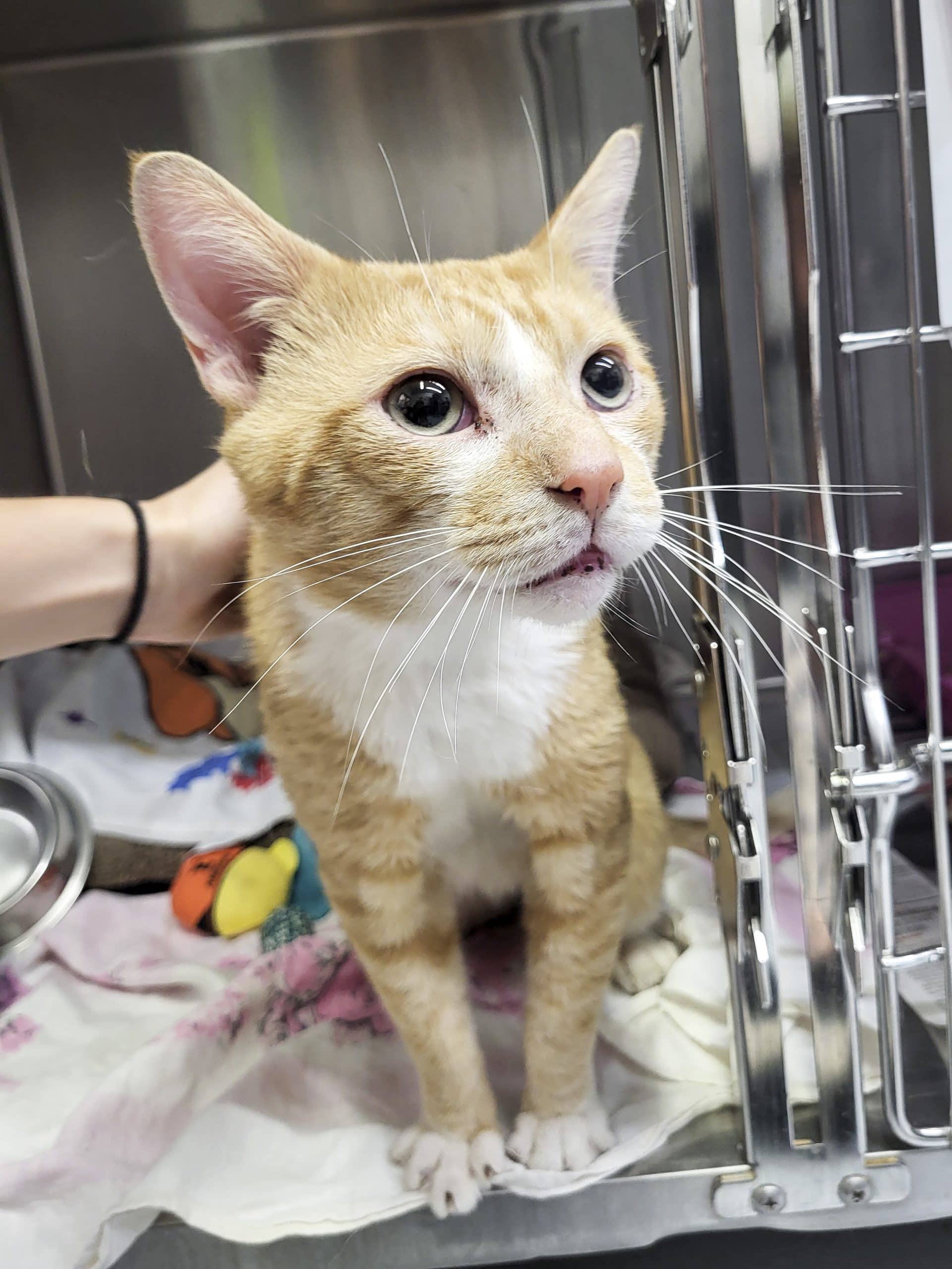Garou - Domestic Shorthair cat available for adoption at SPCA de l'Outaouais in Gatineau