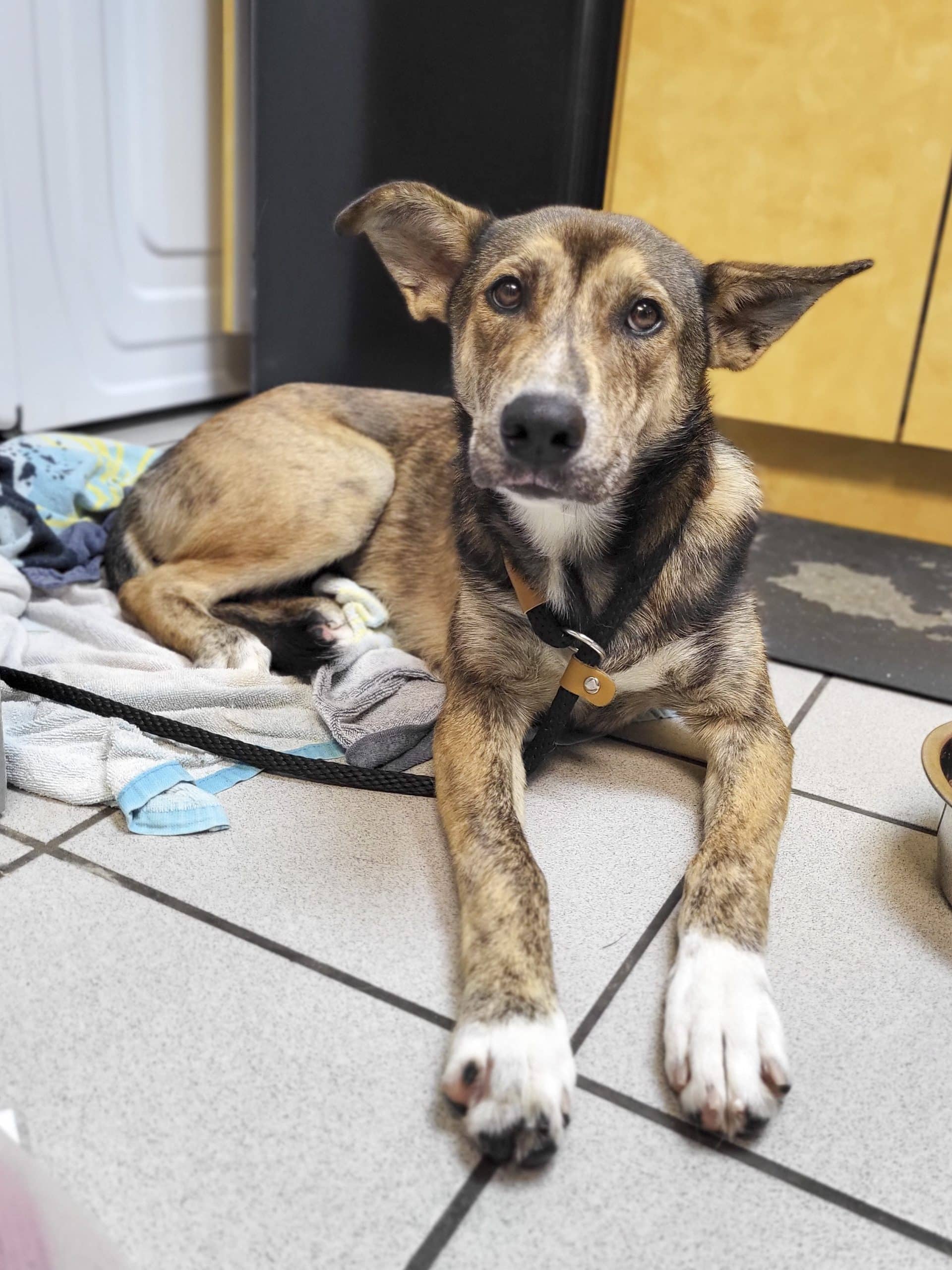 Hestia - Mixed Breed available for adoption at SPCA de l'Outaouais in Gatineau