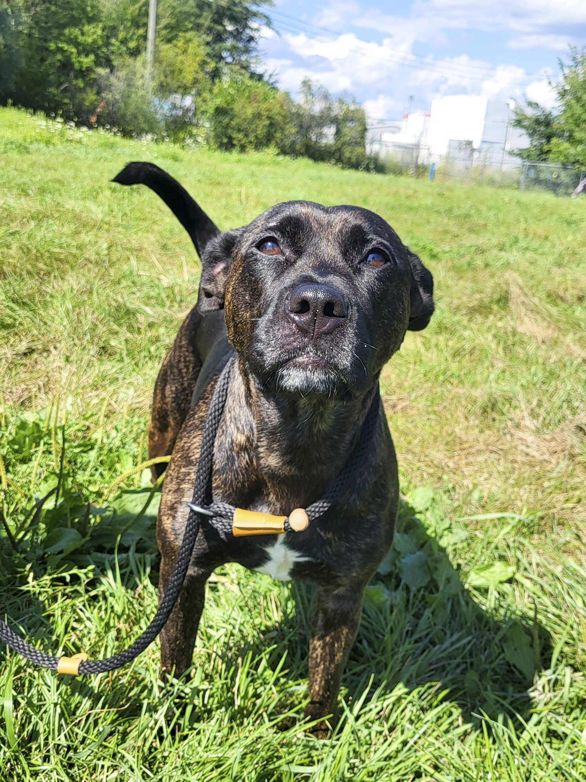 Mabella - Mixed Breed available for adoption