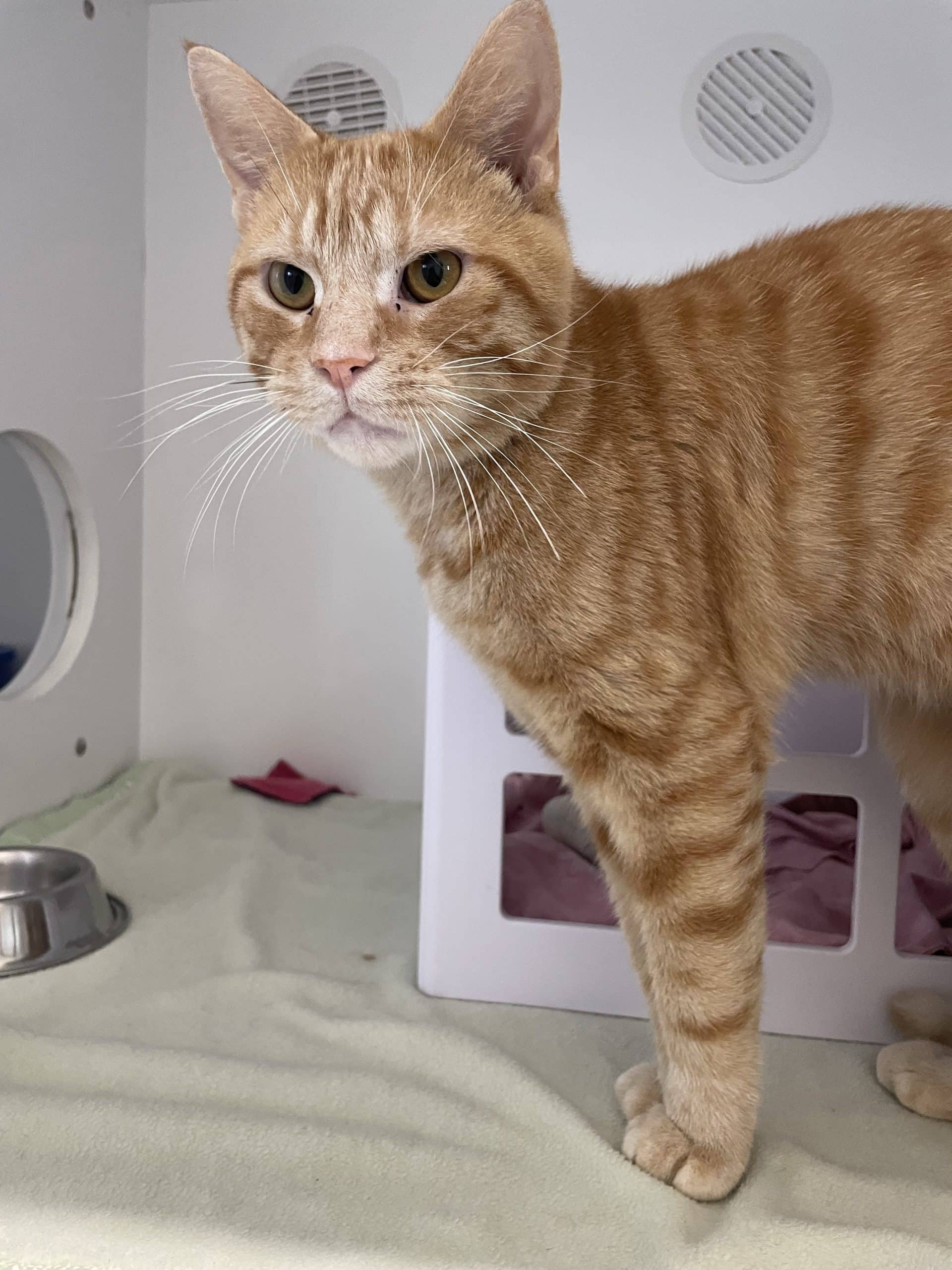 Nacho - Domestic Shorthair available for adoption