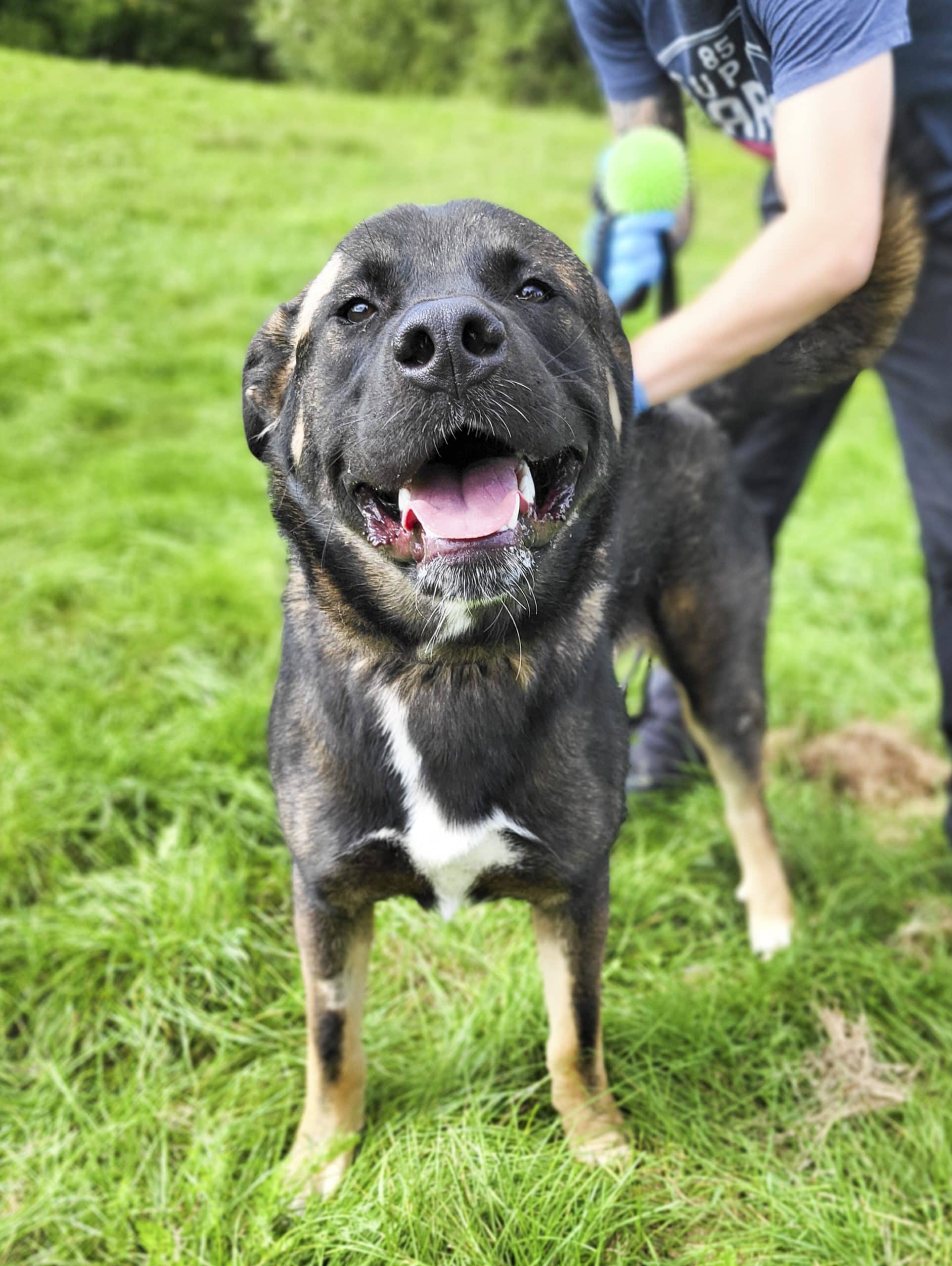 Olympe - Akita available for adoption