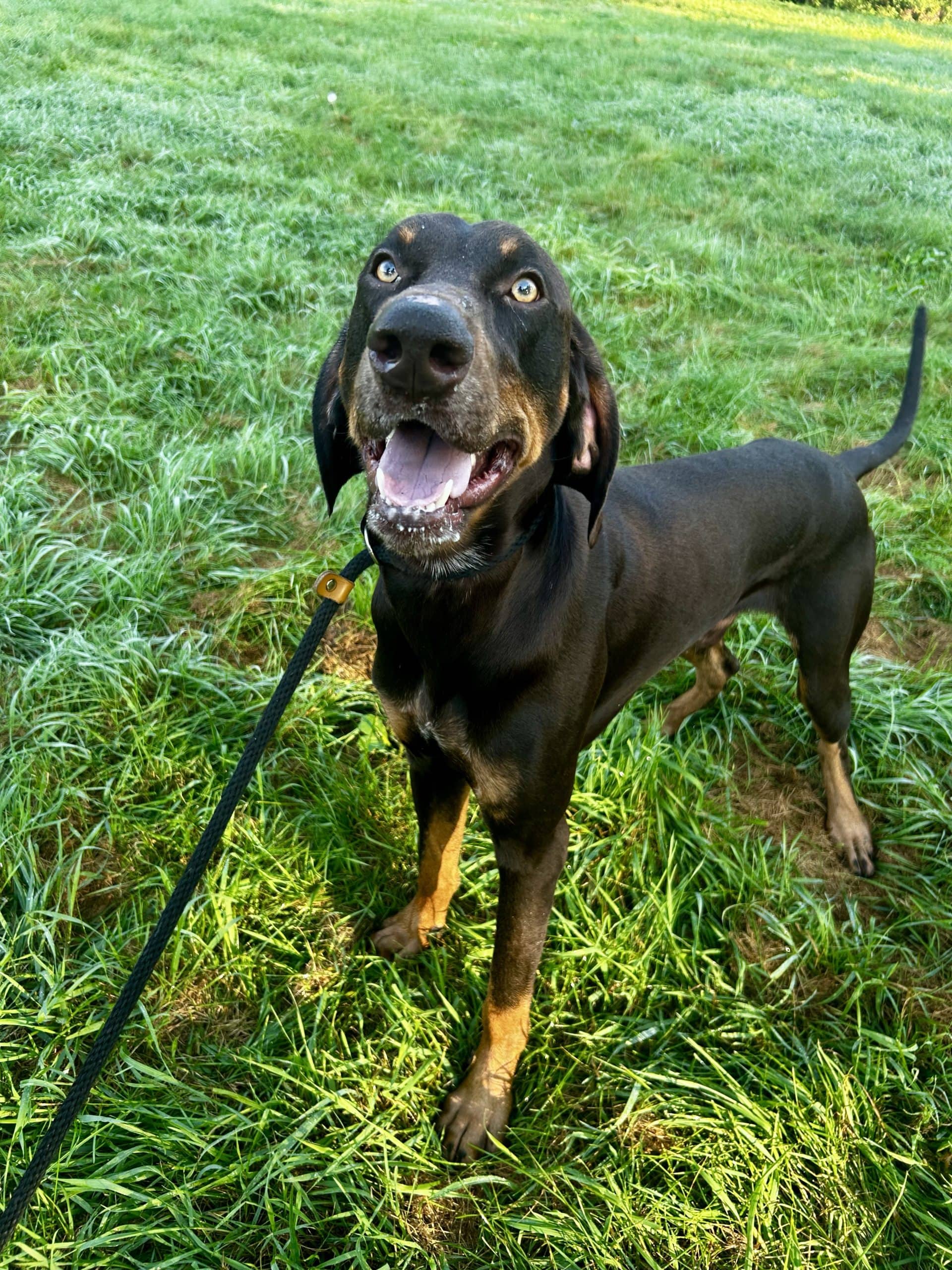 Orion - Doberman available for adoption at SPCA de l'Outaouais in Gatineau