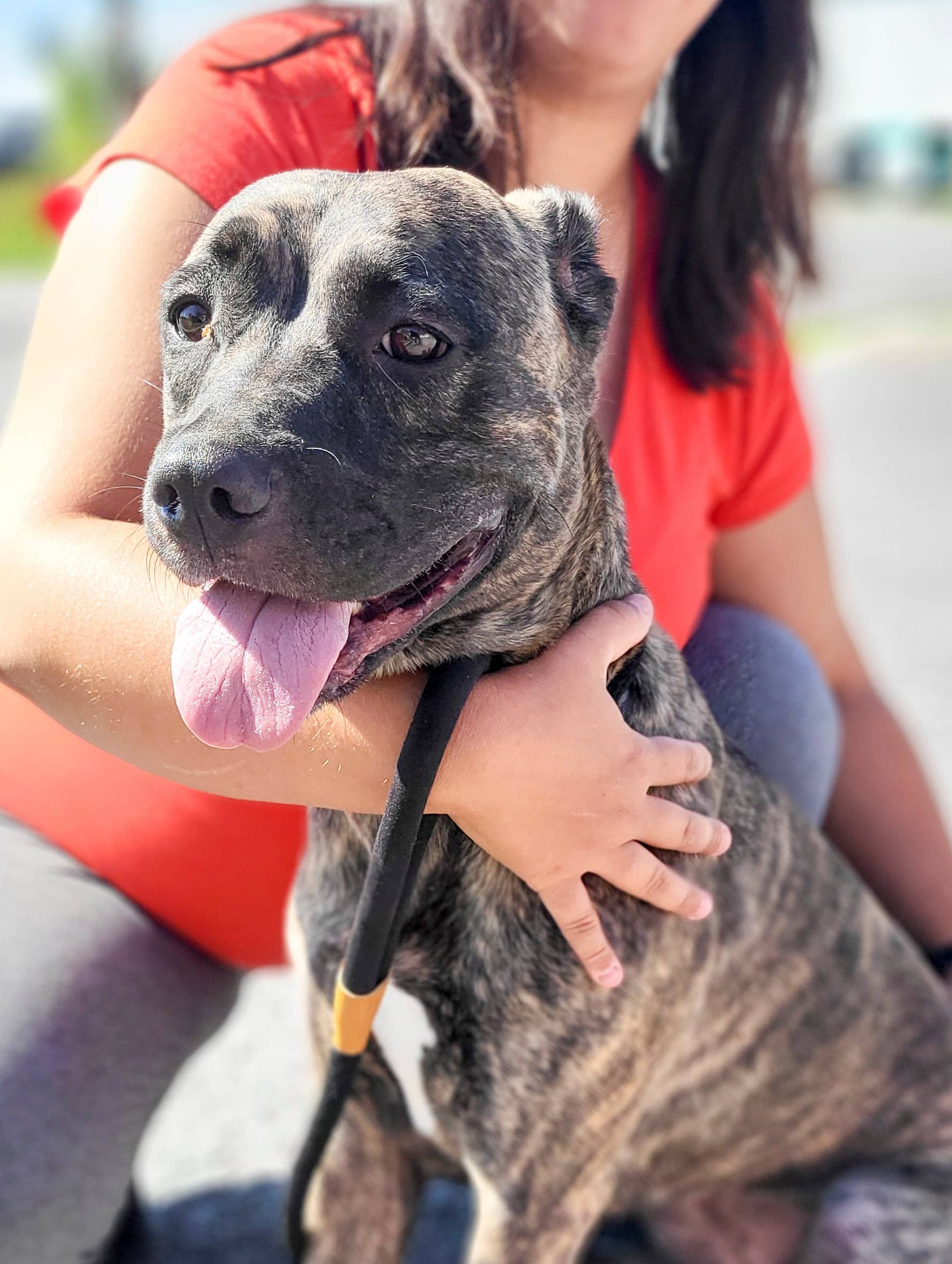 Tash - Boxer available for adoption at SPCA de l'Outaouais in Gatineau