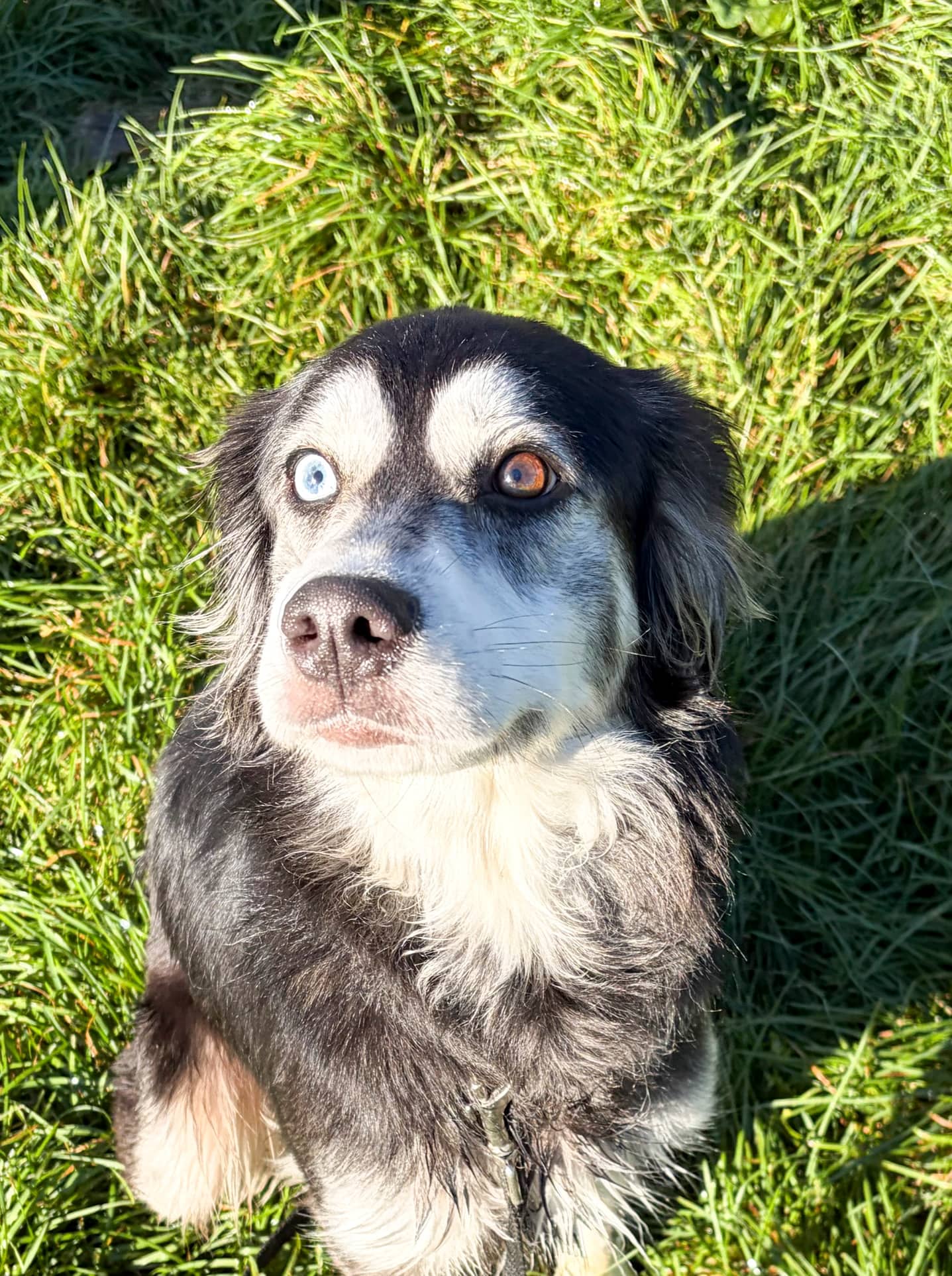 Athena - Husky available for adoption