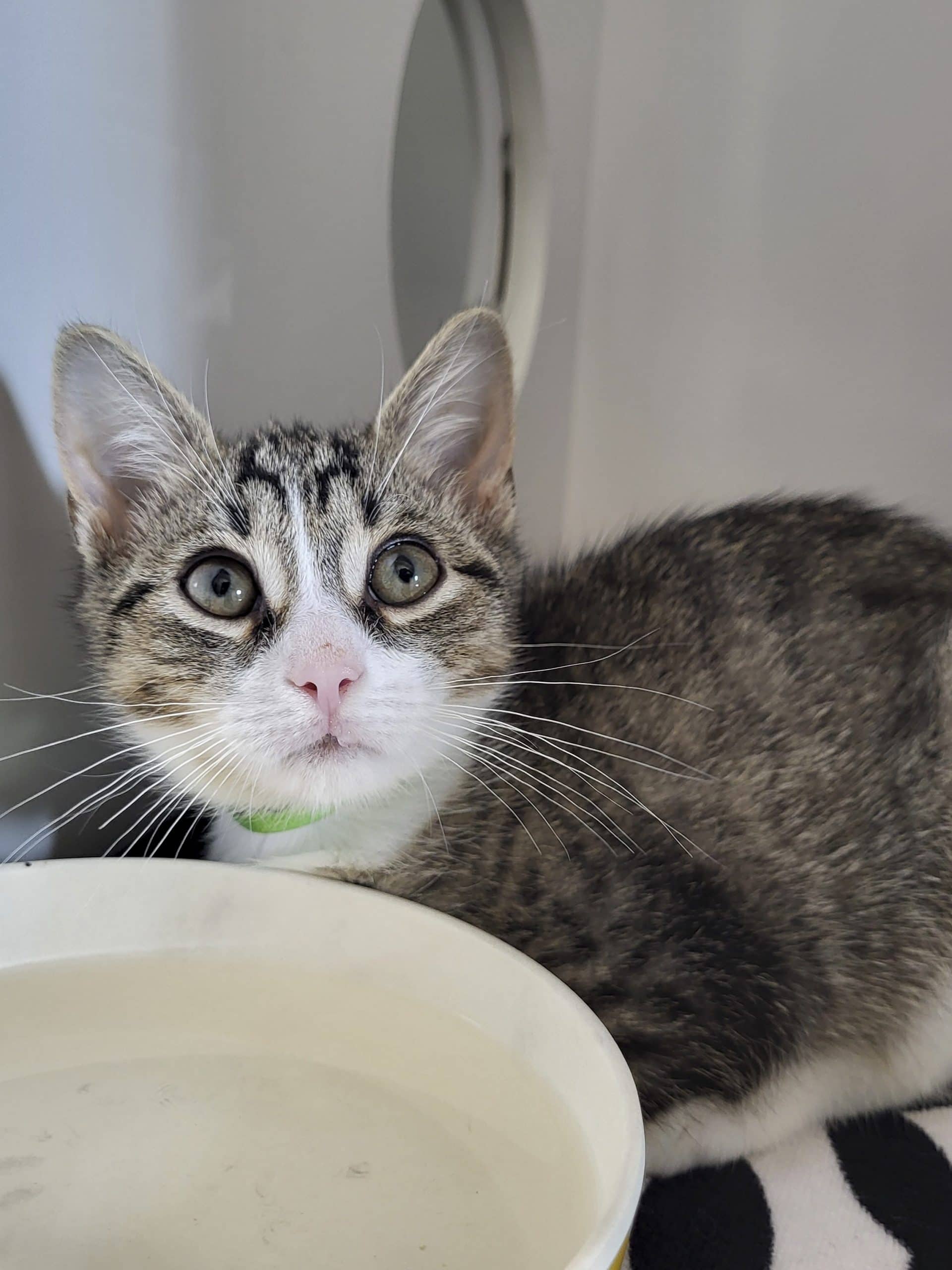Bertrand - Domestic Shorthair available for adoption