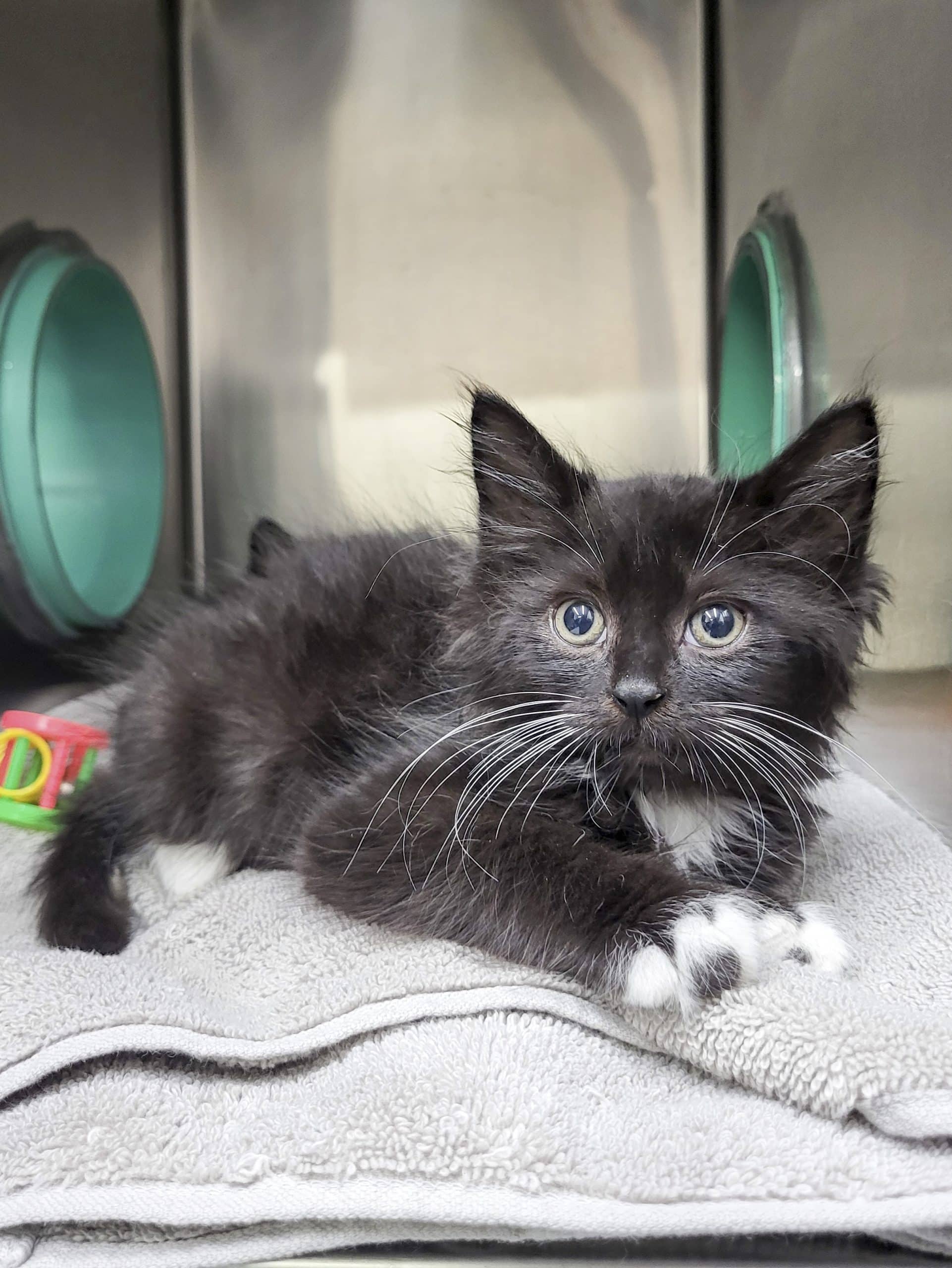 Chips - Domestic Shorthair available for adoption