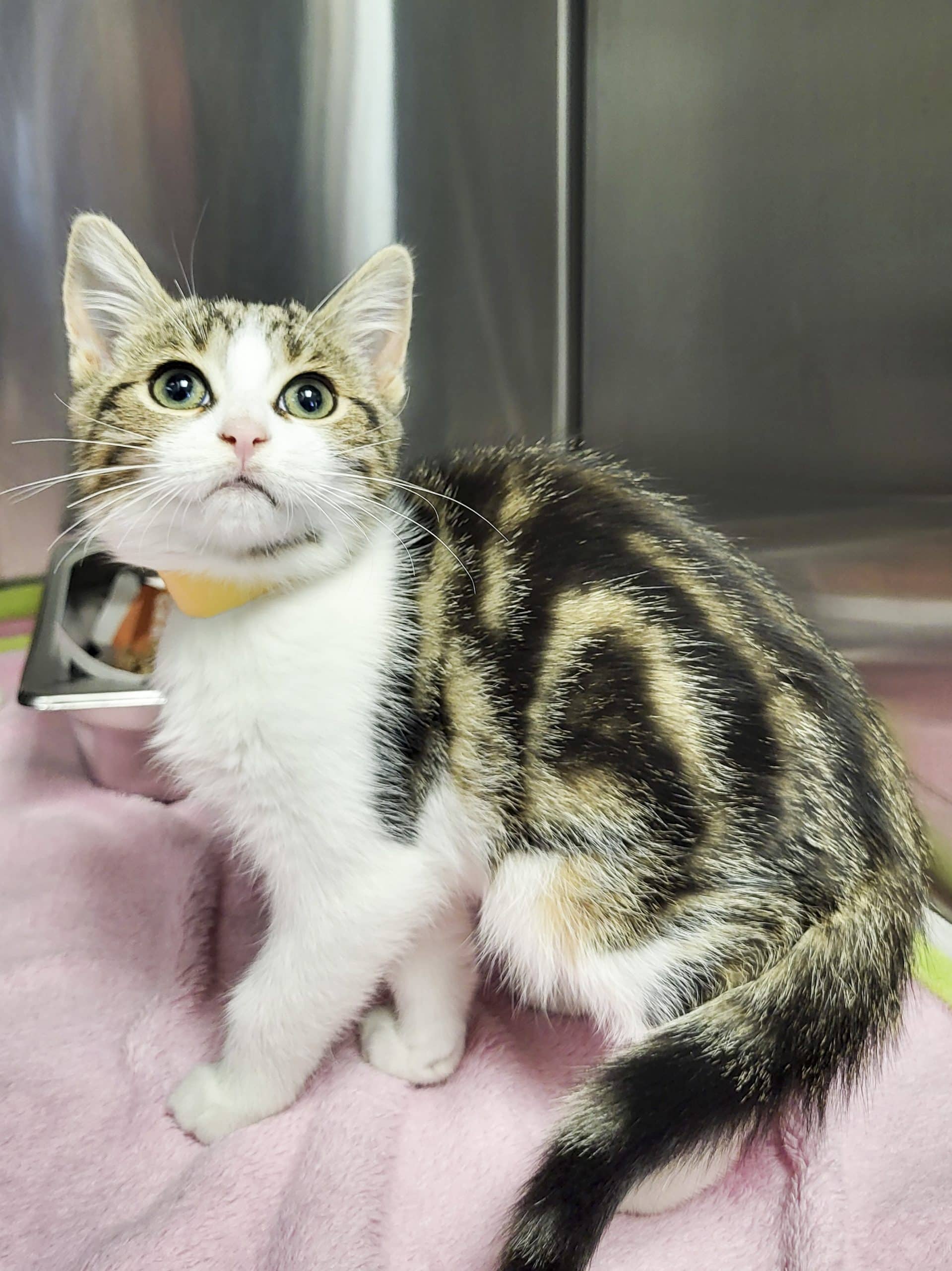 Dulce - Domestic Shorthair available for adoption