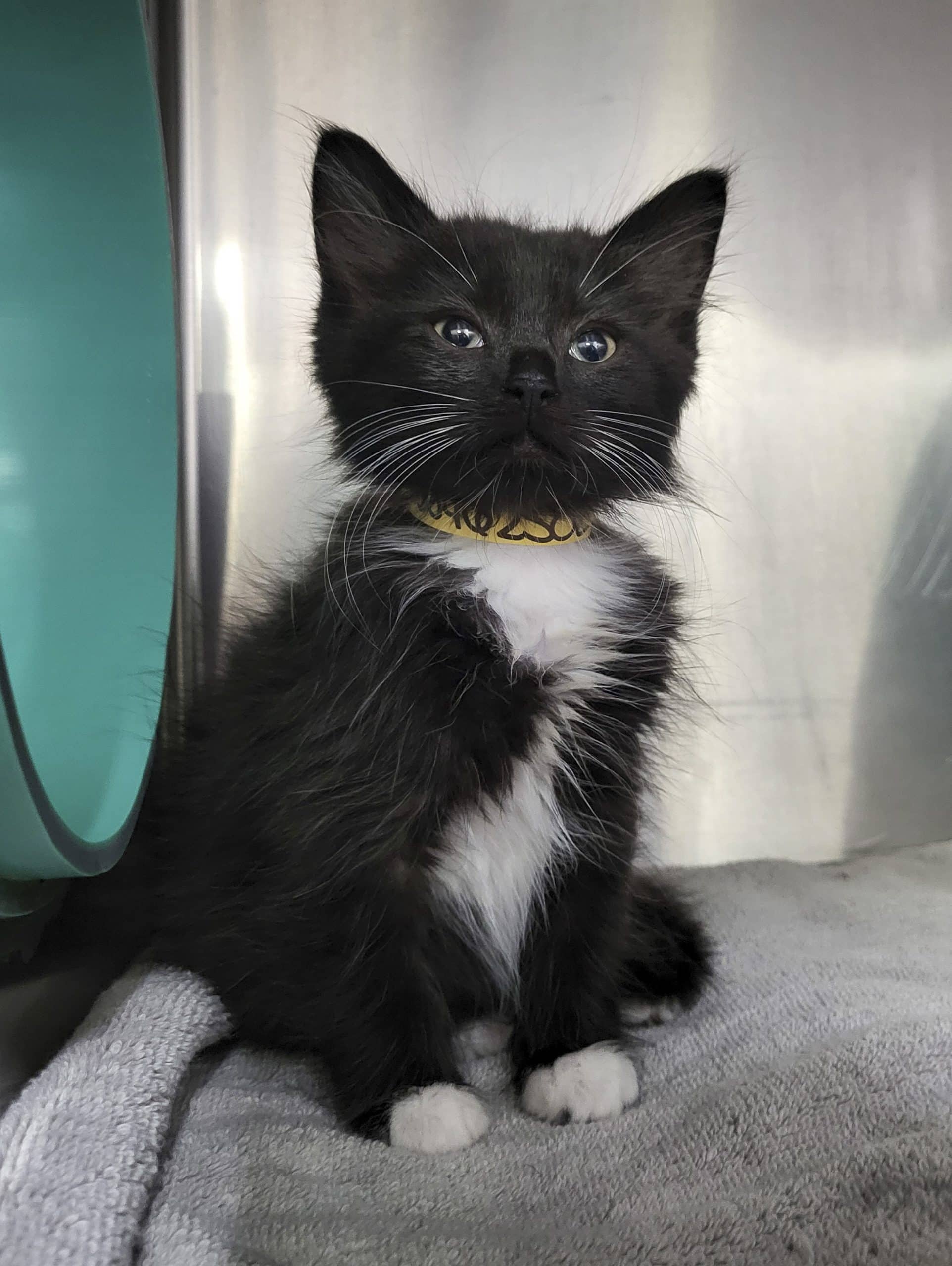 Fish - Domestic Shorthair available for adoption