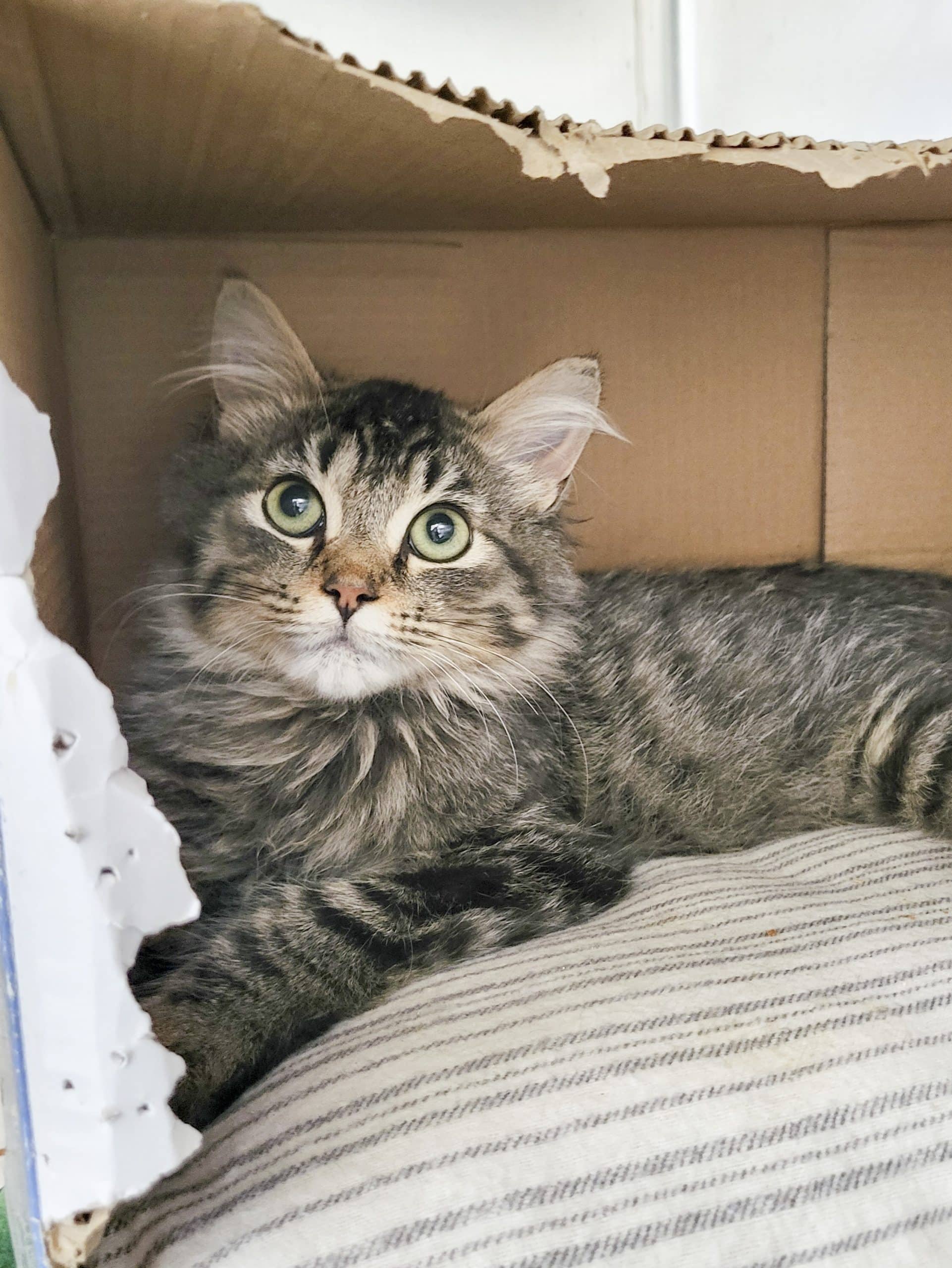 Jasmin - Domestic Shorthair cat available for adoption at SPCA de l'Outaouais in Gatineau