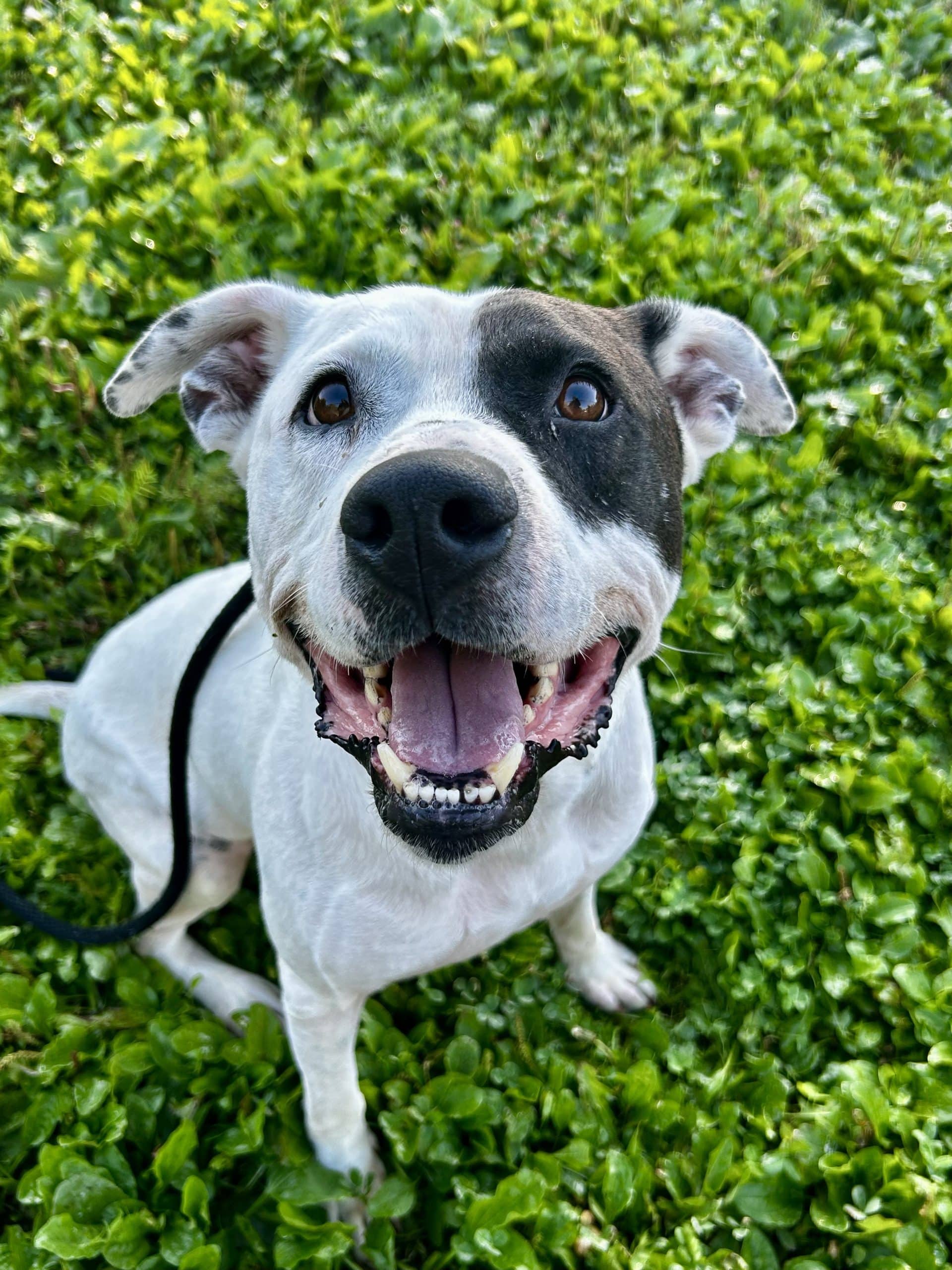 Leto - Mixed Breed available for adoption at SPCA de l'Outaouais in Gatineau
