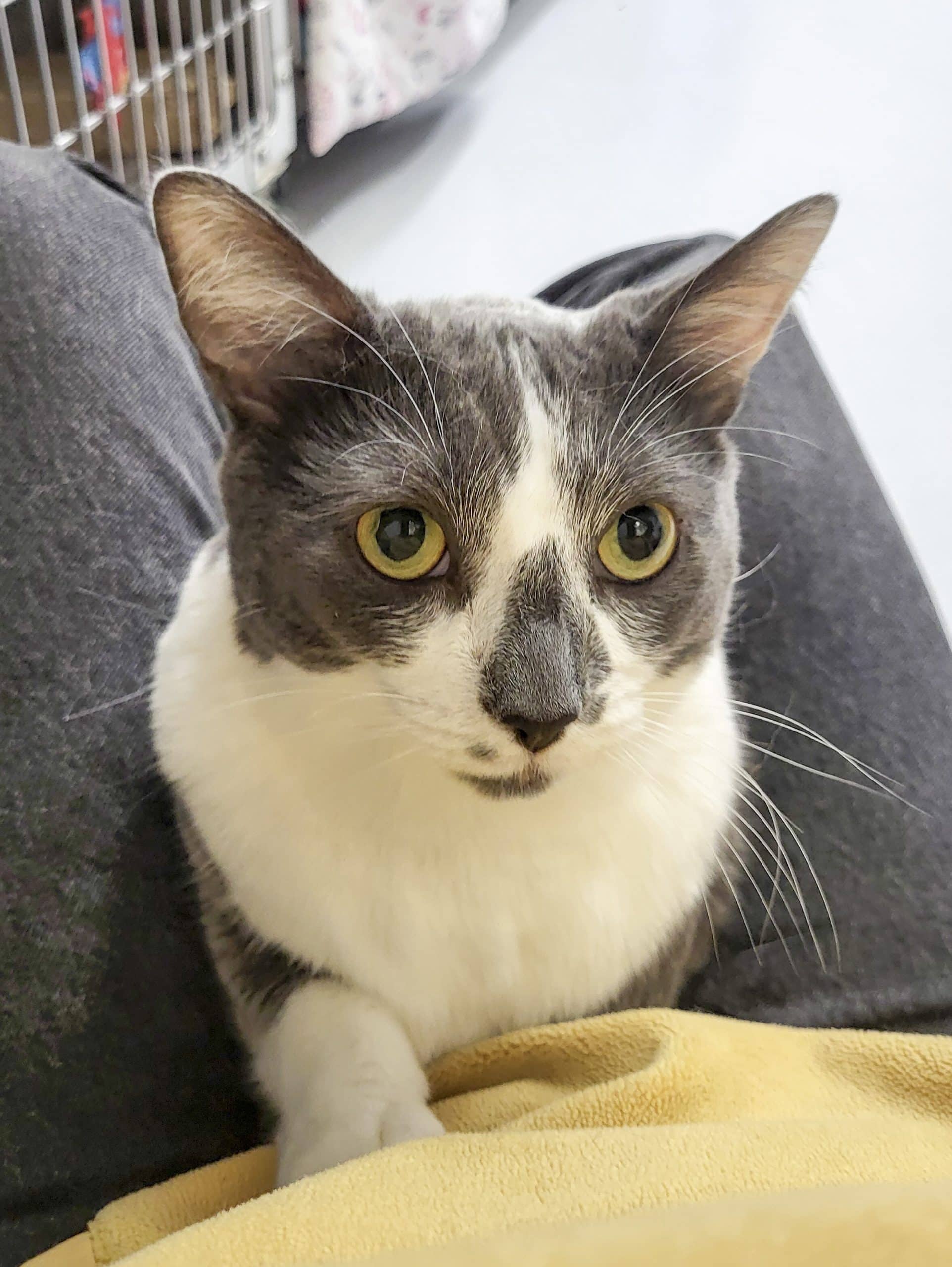 Maxou - Domestic Shorthair cat available for adoption at SPCA de l'Outaouais in Gatineau