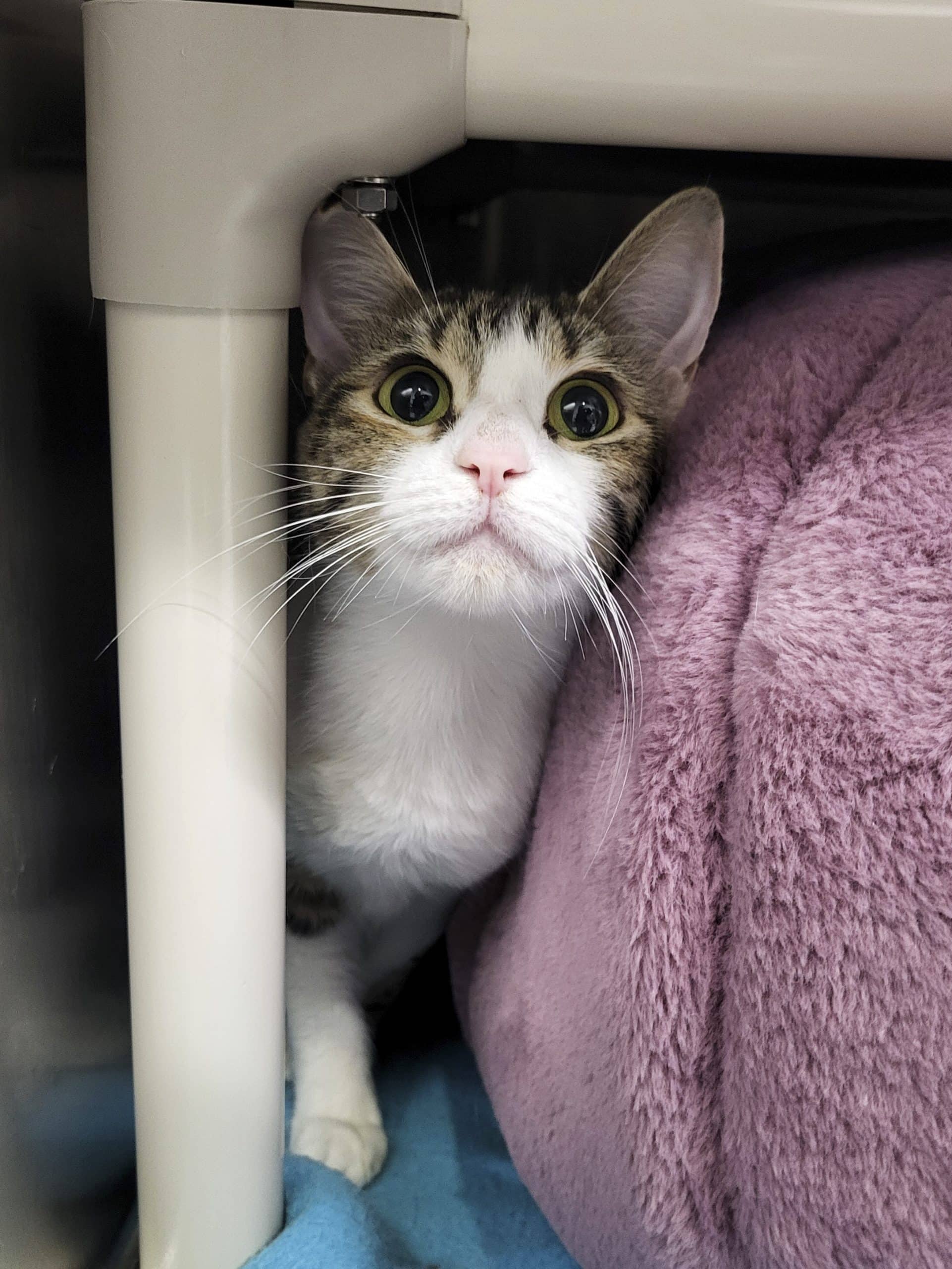 Mimi - Domestic Shorthair available for adoption