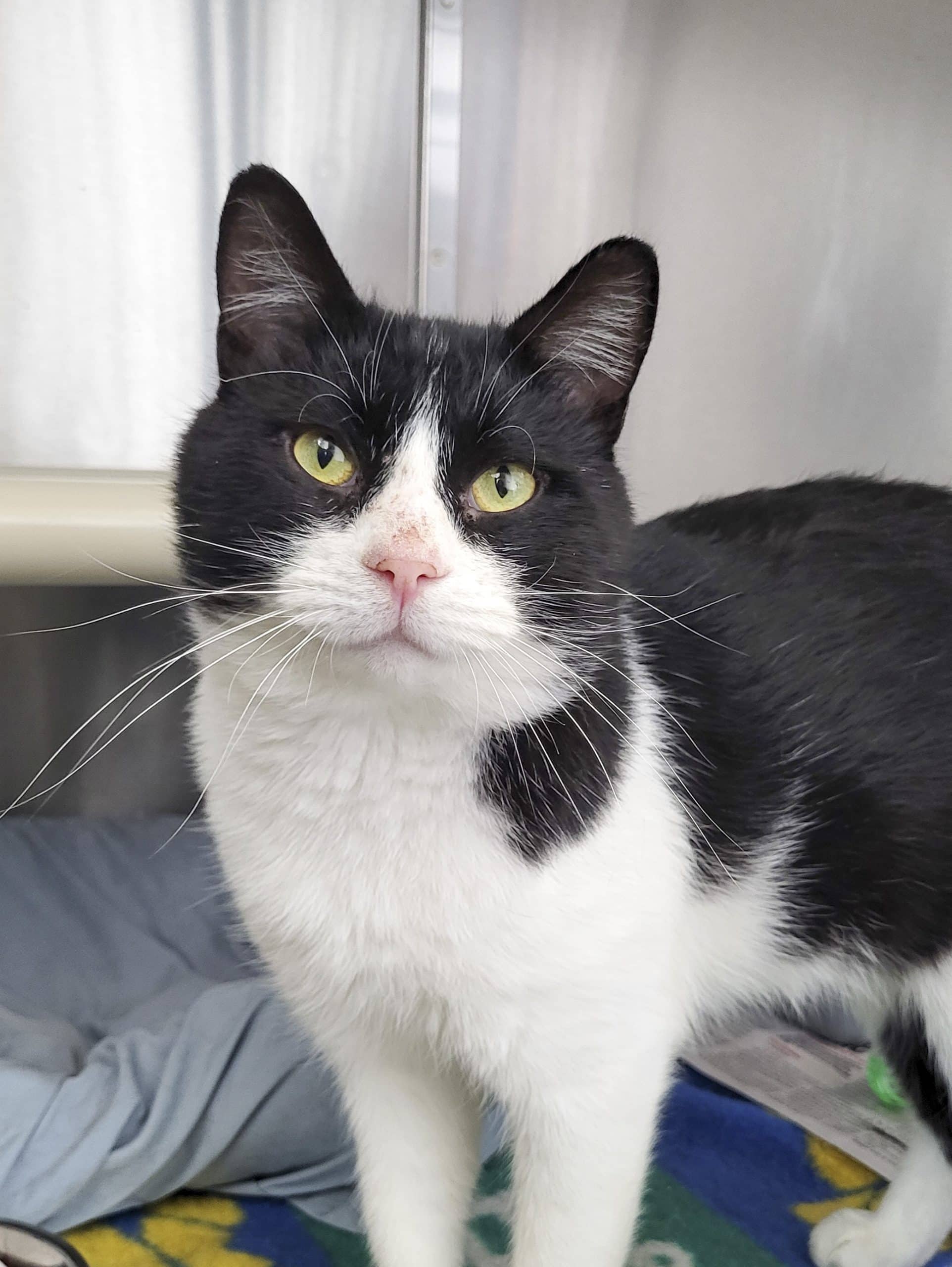Petite Boulette - Domestic Shorthair cat available for adoption in Quebec
