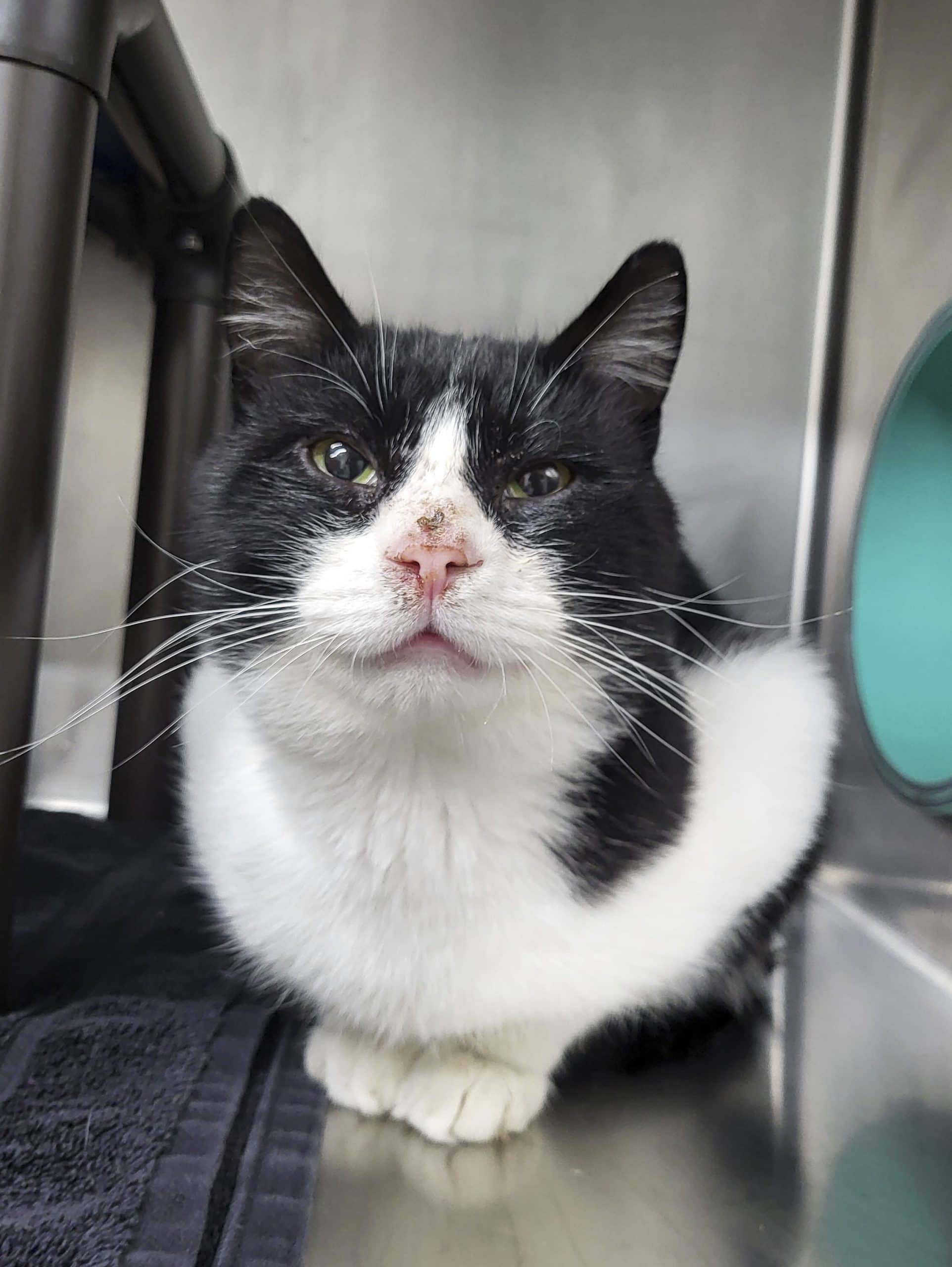 Petite Boulette - Domestic Shorthair available for adoption