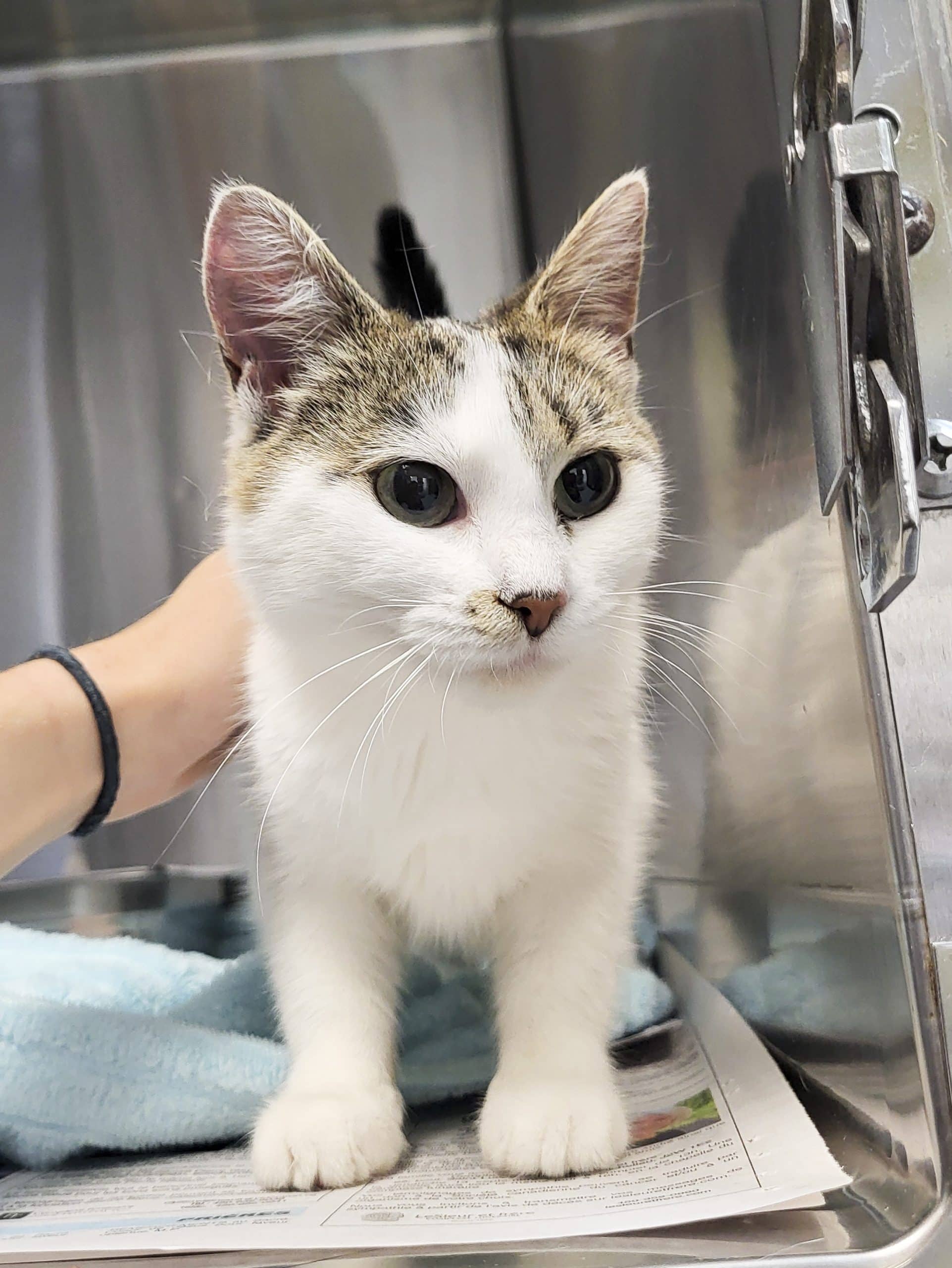 Red Velvet - Domestic Shorthair available for adoption