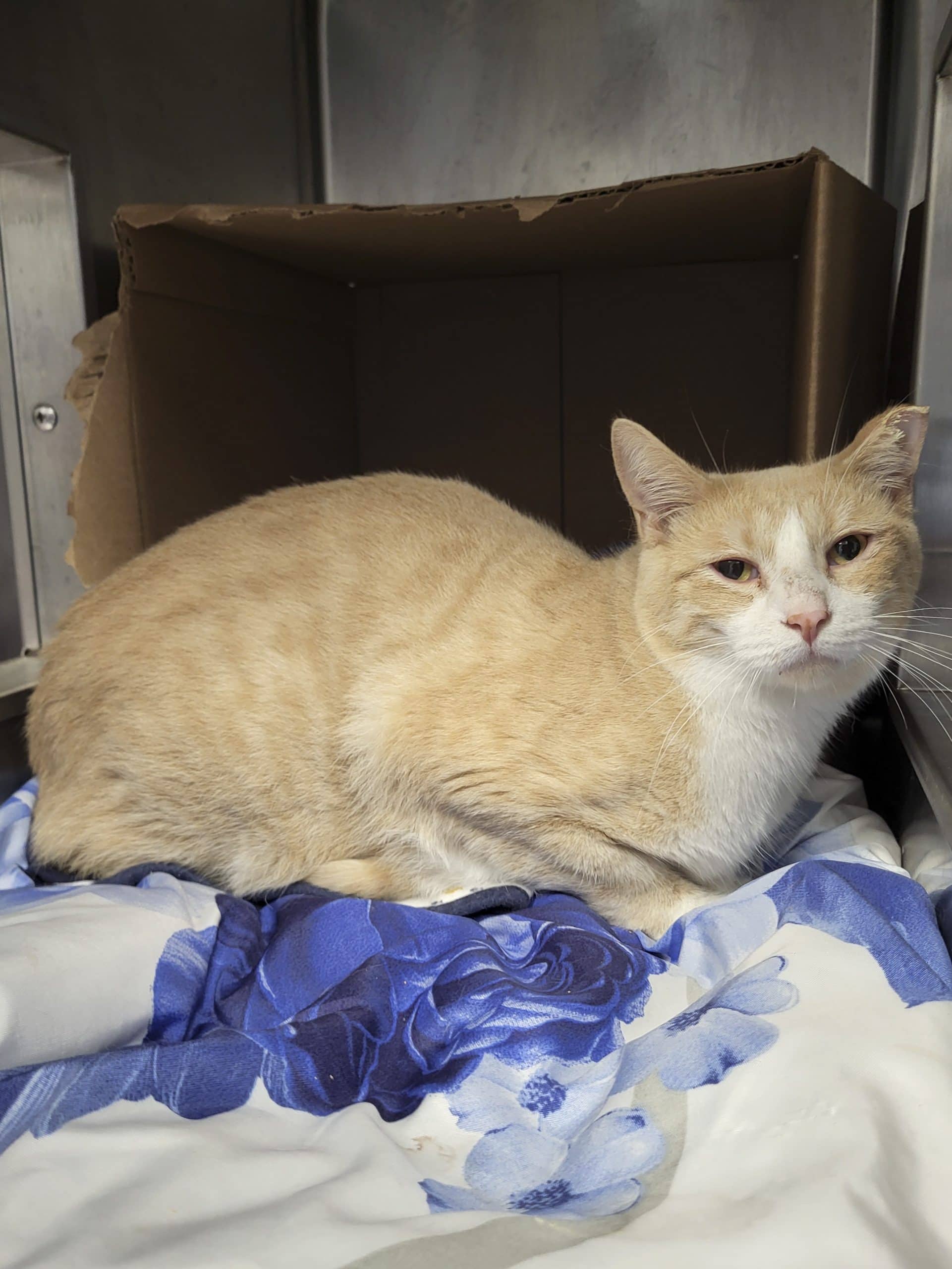 Roger - Domestic Shorthair cat available for adoption at SPCA de l'Outaouais in Gatineau