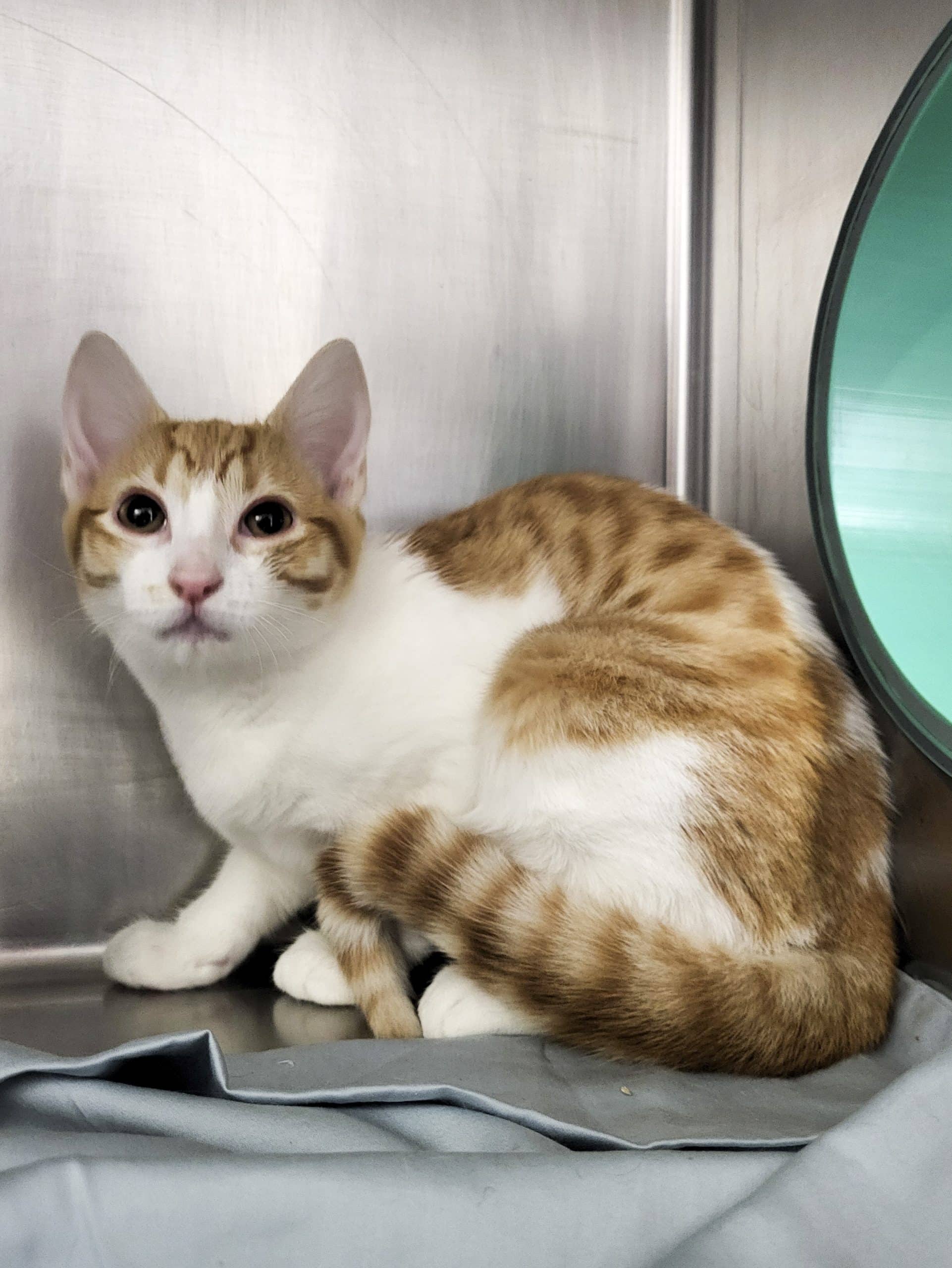Spice - Domestic Shorthair available for adoption