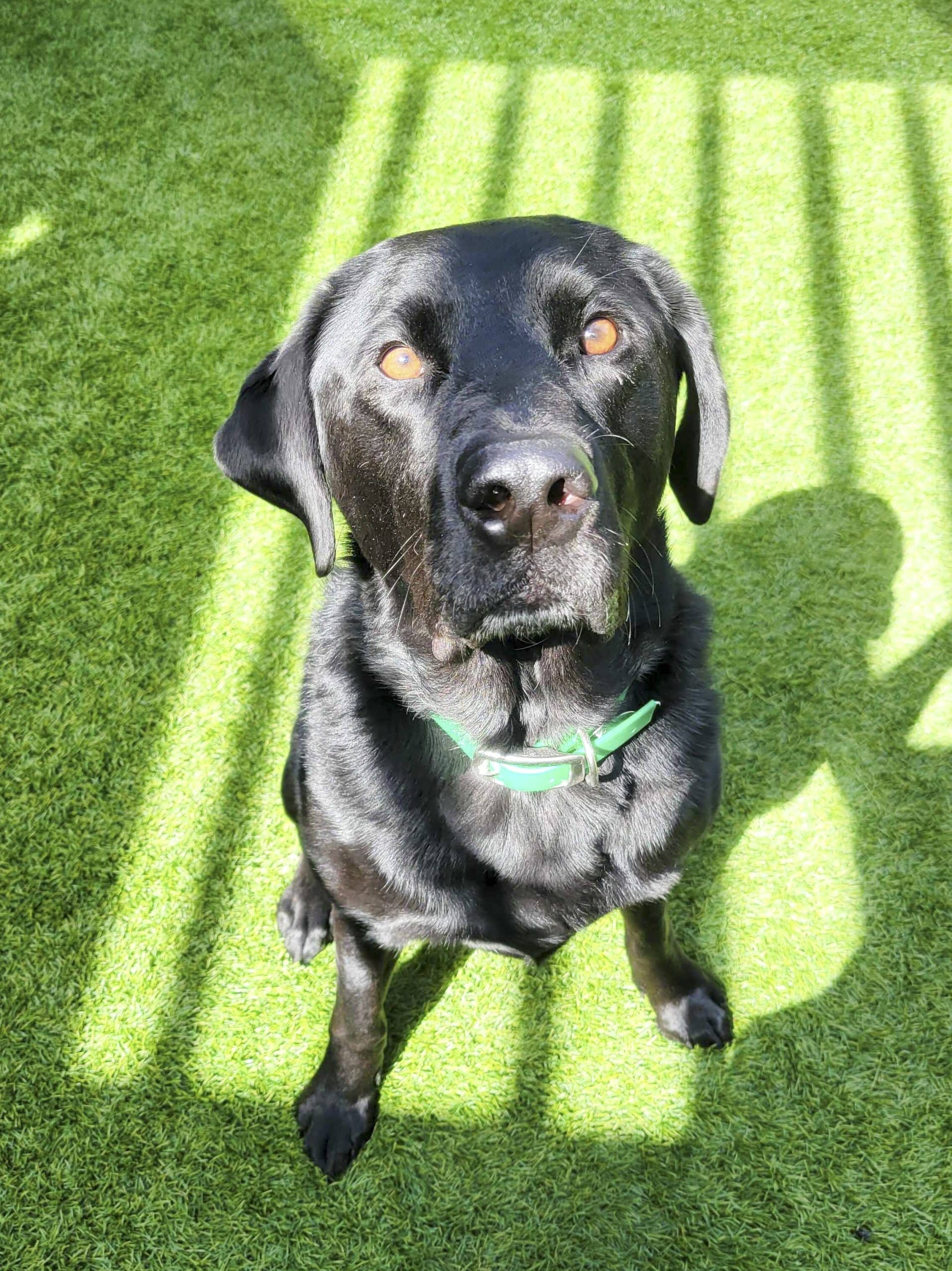 Théo - Mixed Breed available for adoption at SPCA de l'Outaouais in Gatineau