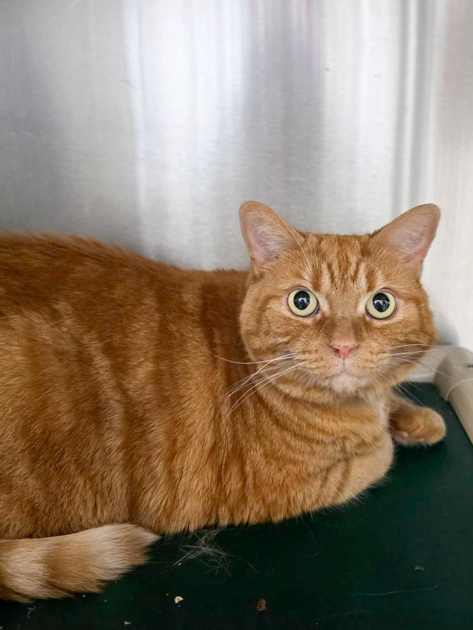 Tiger - Domestic Shorthair available for adoption