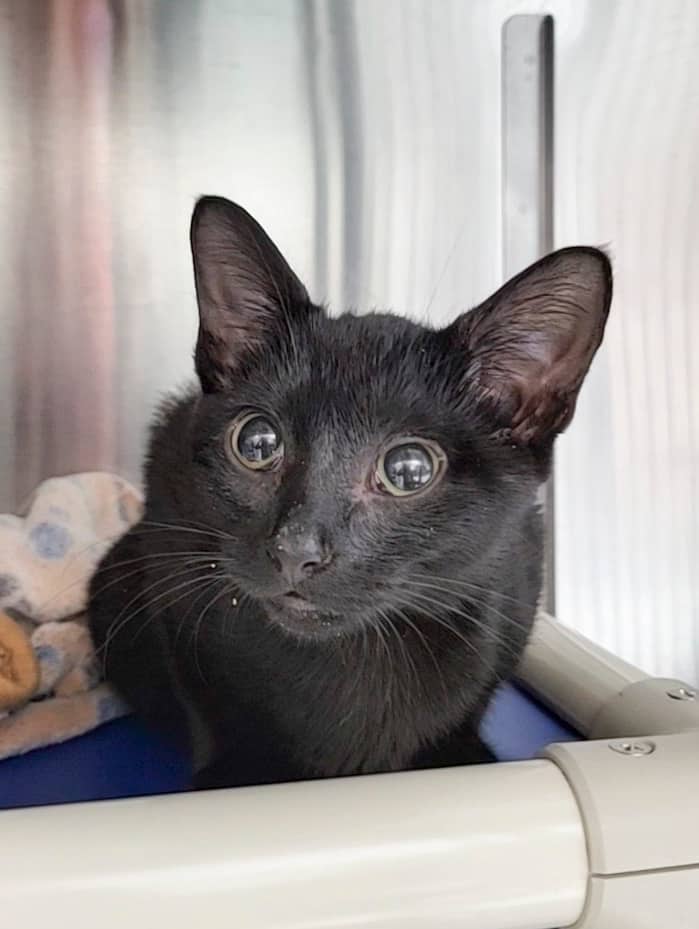 Amande - Domestic Shorthair available for adoption