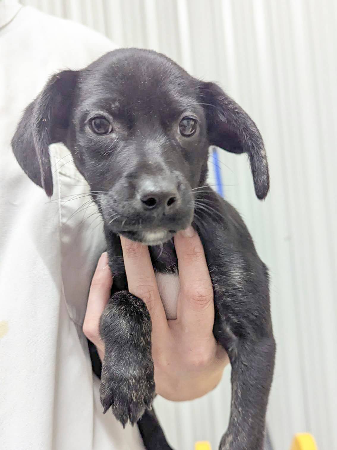 Annabelle - Mixed Breed available for adoption