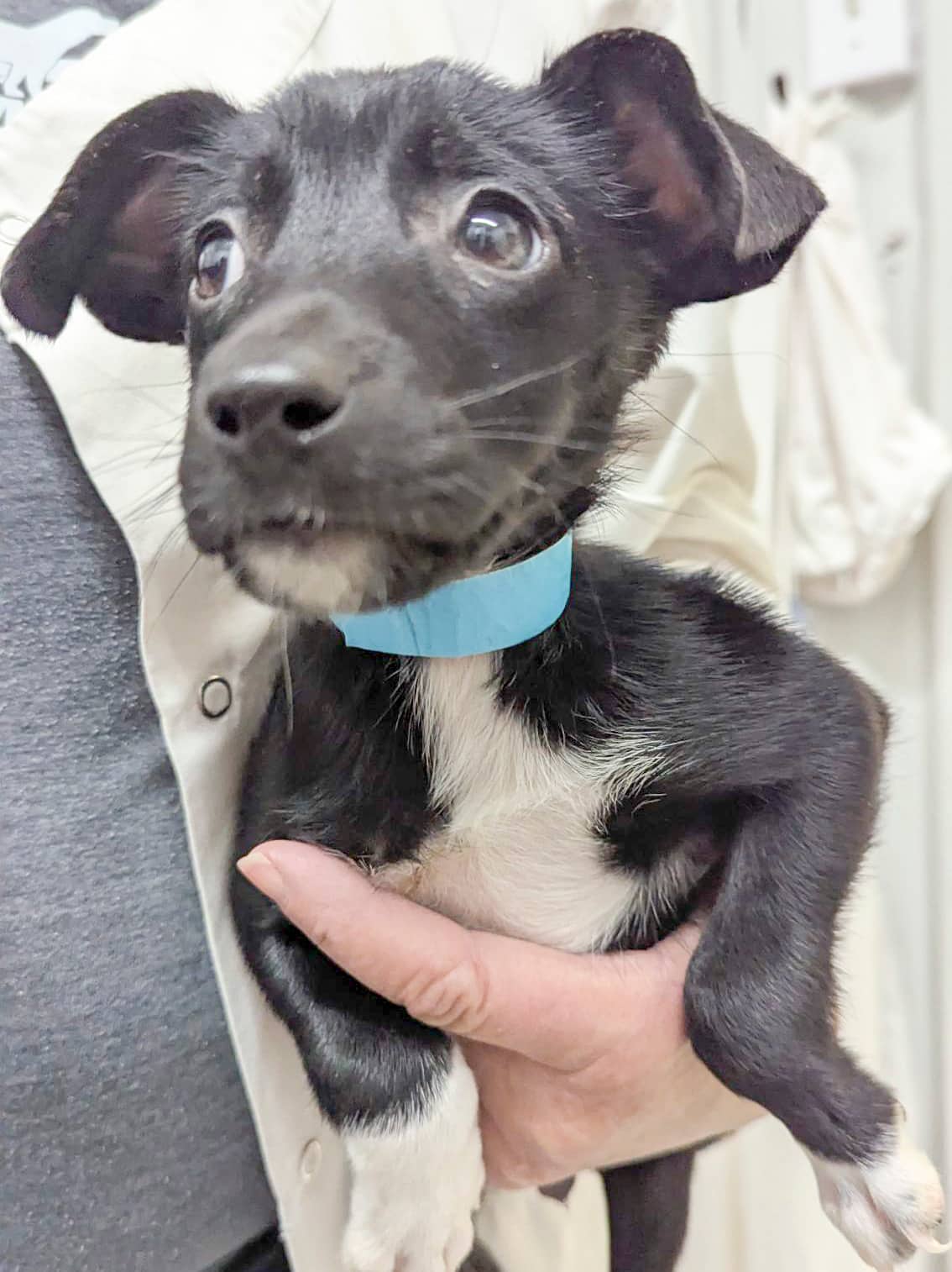 BeetleJuice - Mixed Breed available for adoption