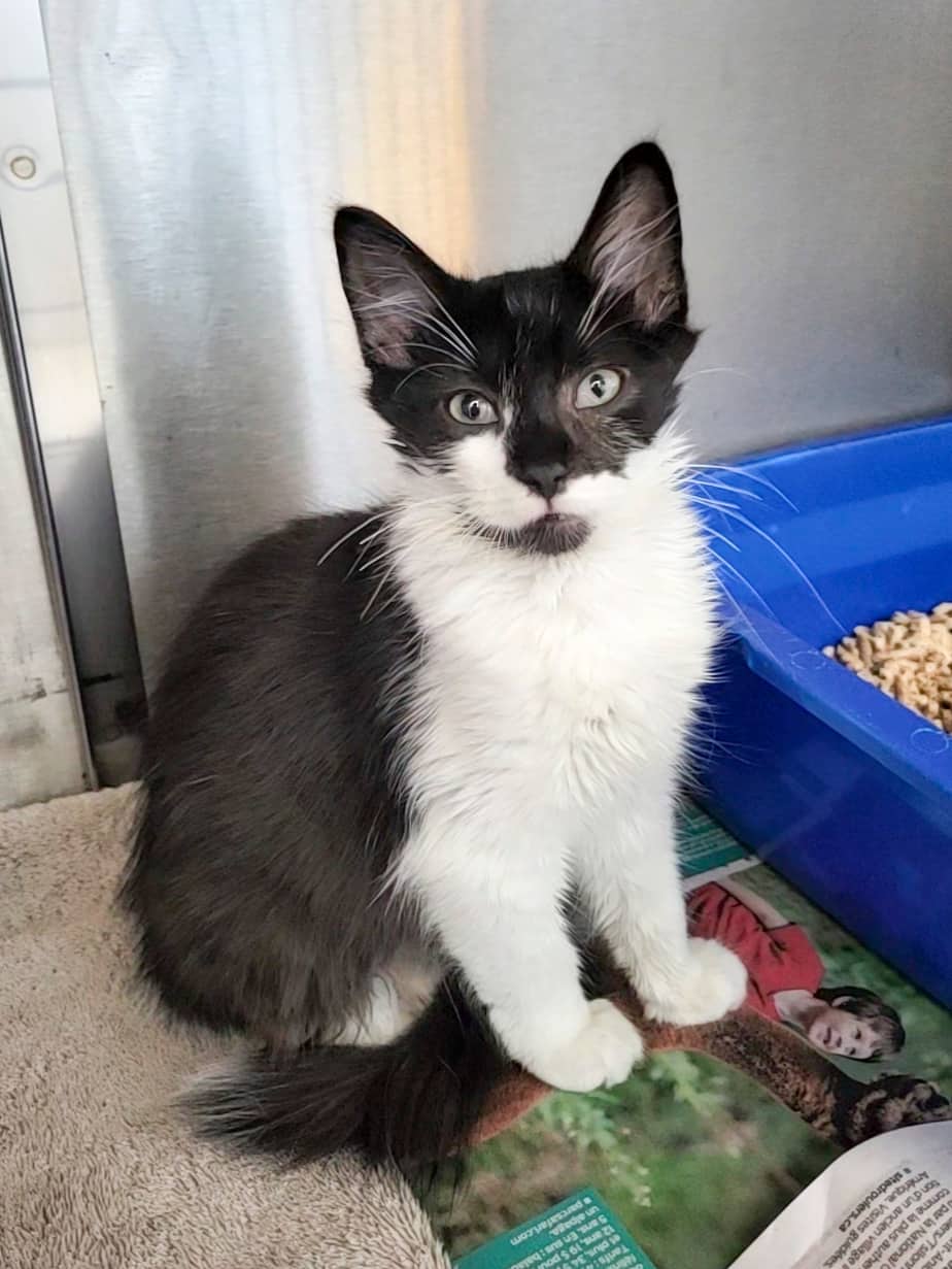 Bella - Domestic Shorthair cat available for adoption at SPCA de l'Outaouais in Gatineau