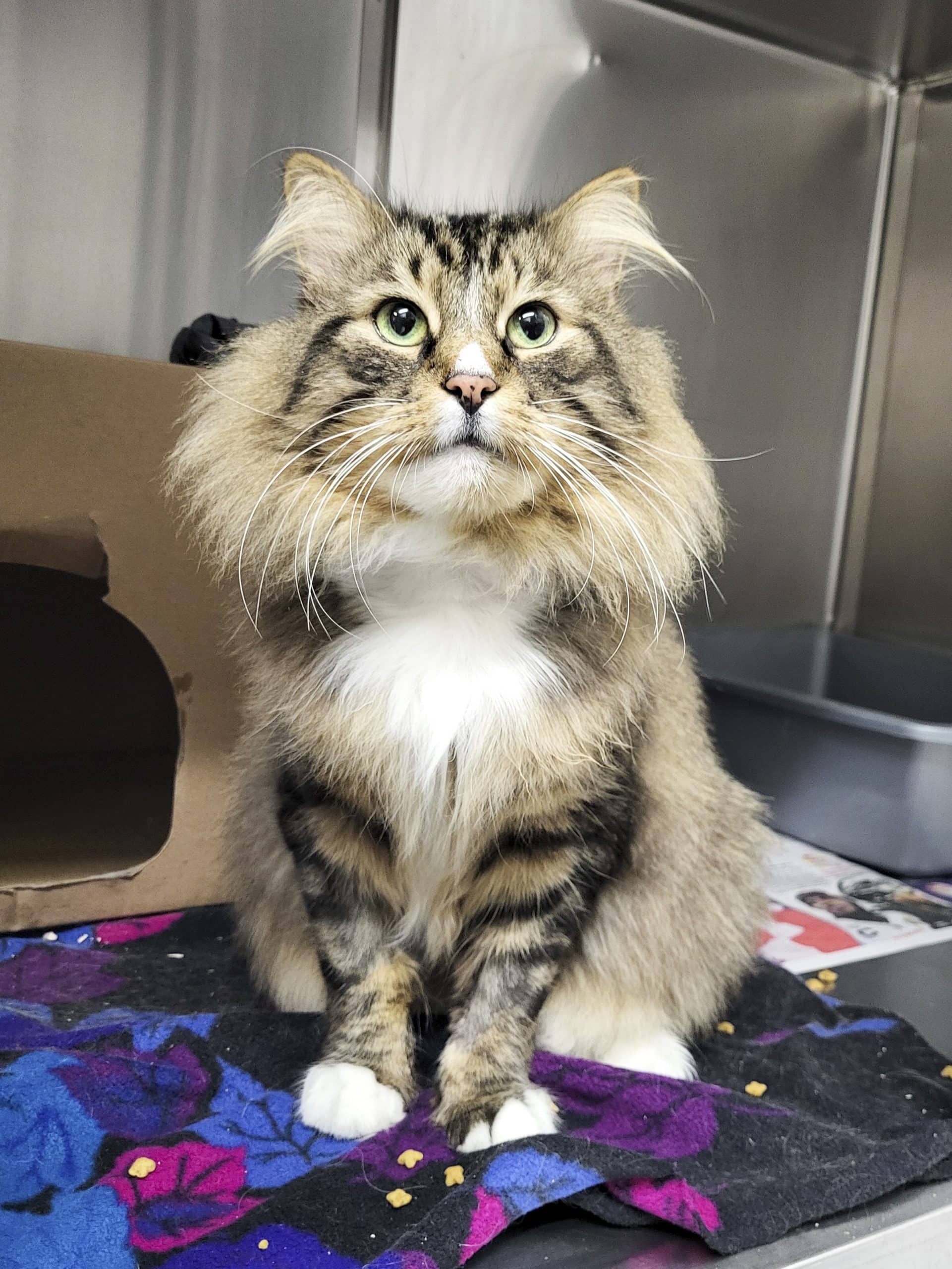 Berlingot - Domestic Shorthair available for adoption