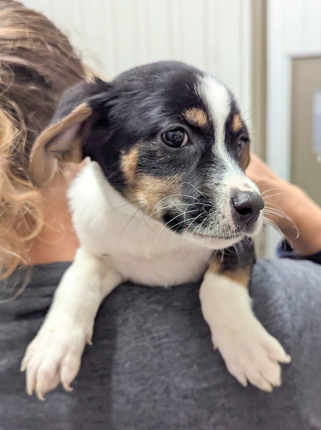 Buffy - Mixed Breed available for adoption