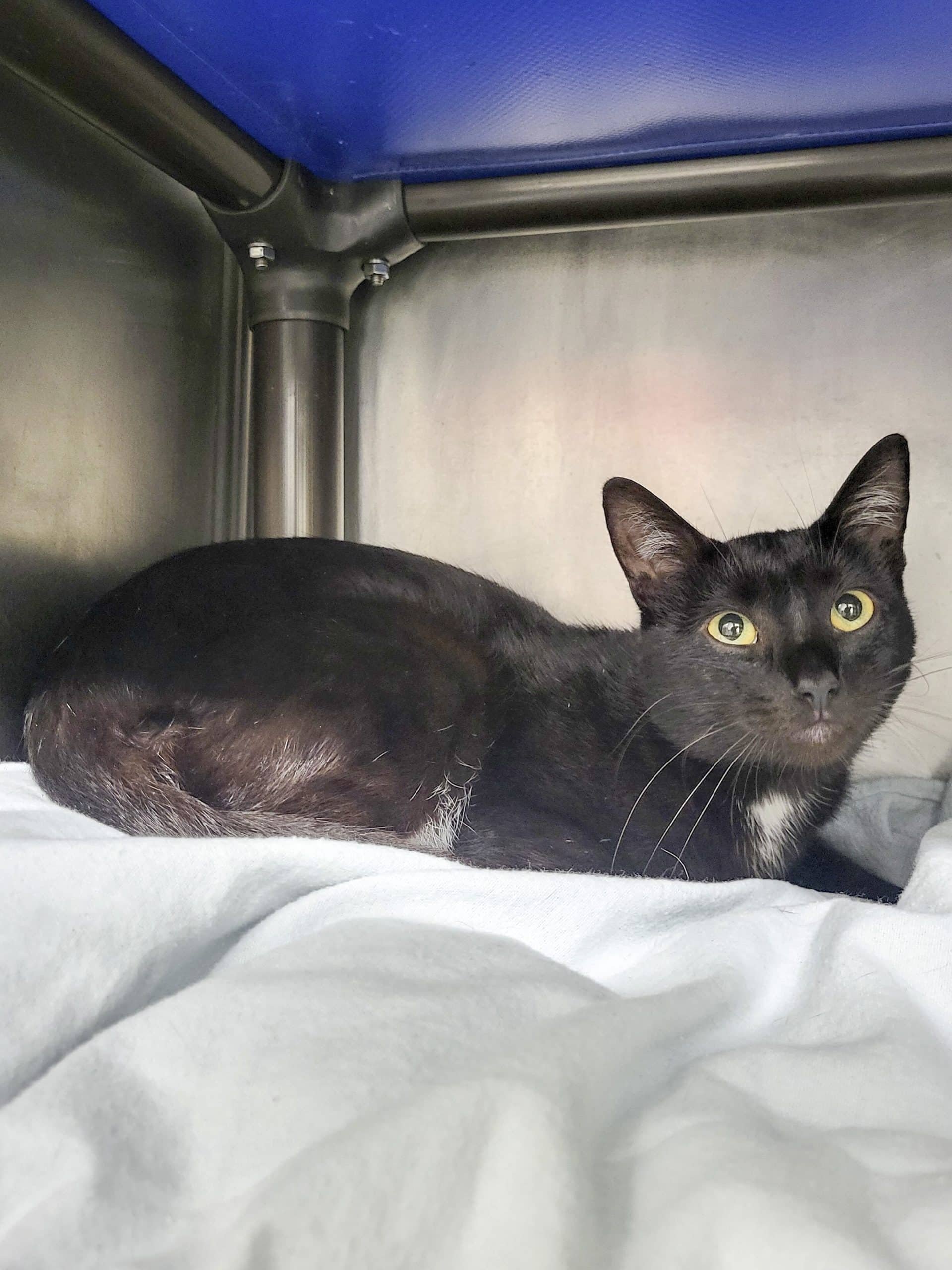 Cacao - Domestic Shorthair cat available for adoption at SPCA de l'Outaouais in Gatineau