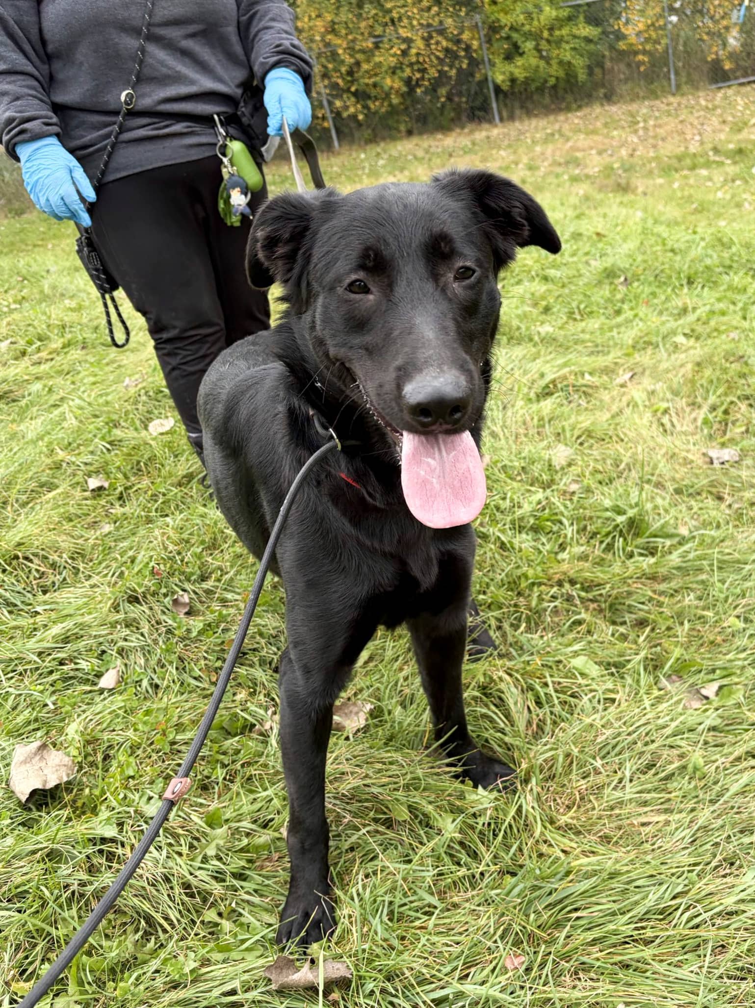 Clémentine - Labrador available for adoption at SPCA de l'Outaouais in Gatineau