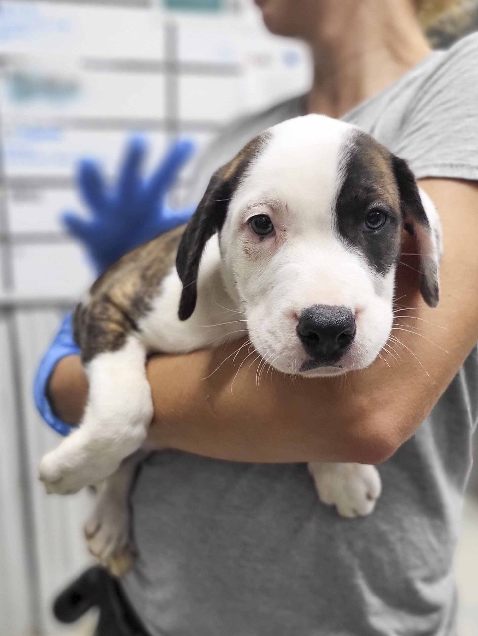 Croissant - Mixed Breed available for adoption at SPCA de l'Outaouais in Gatineau