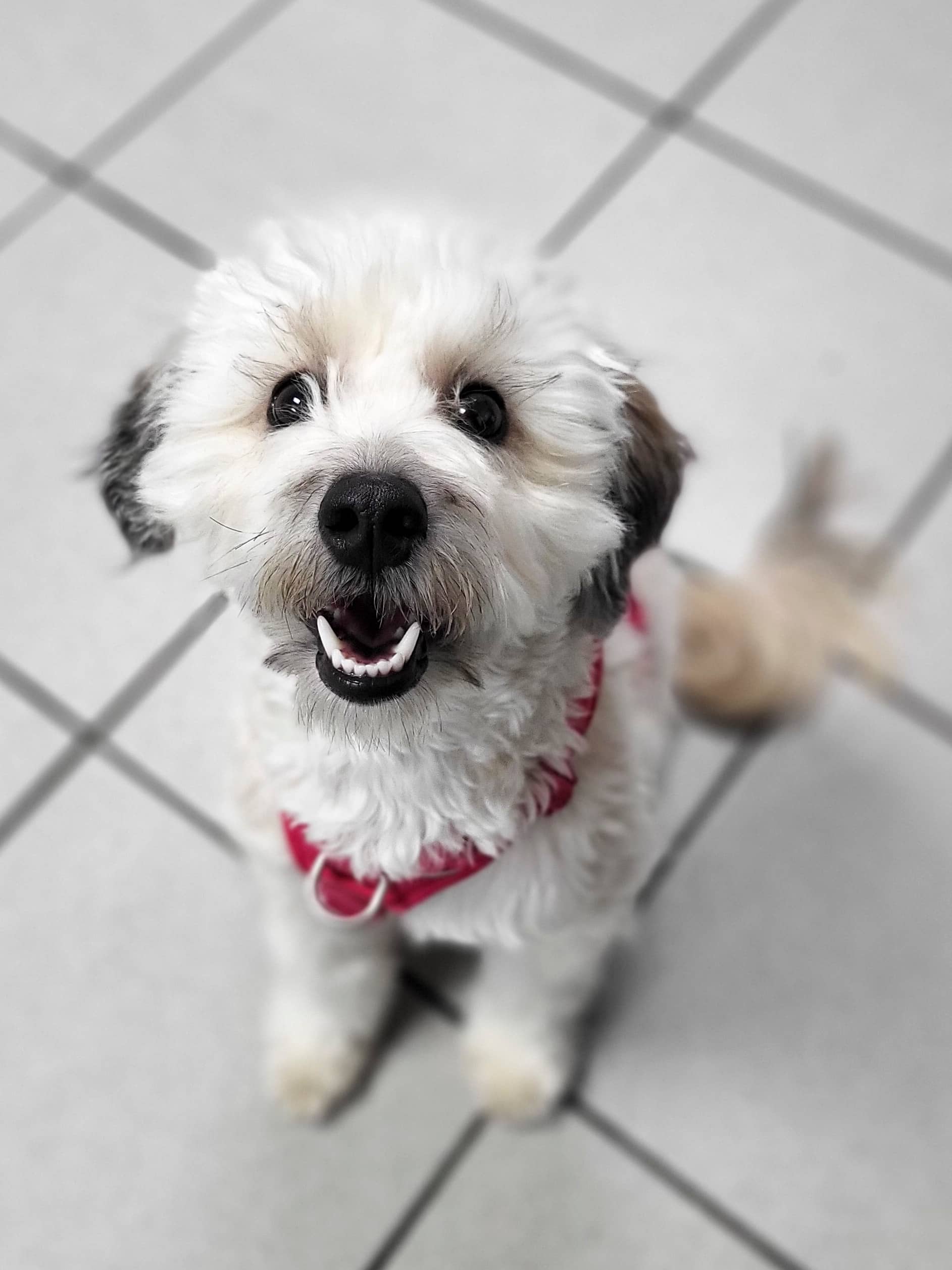 Désirée - Mixed Breed available for adoption at SPCA de l'Outaouais in Gatineau