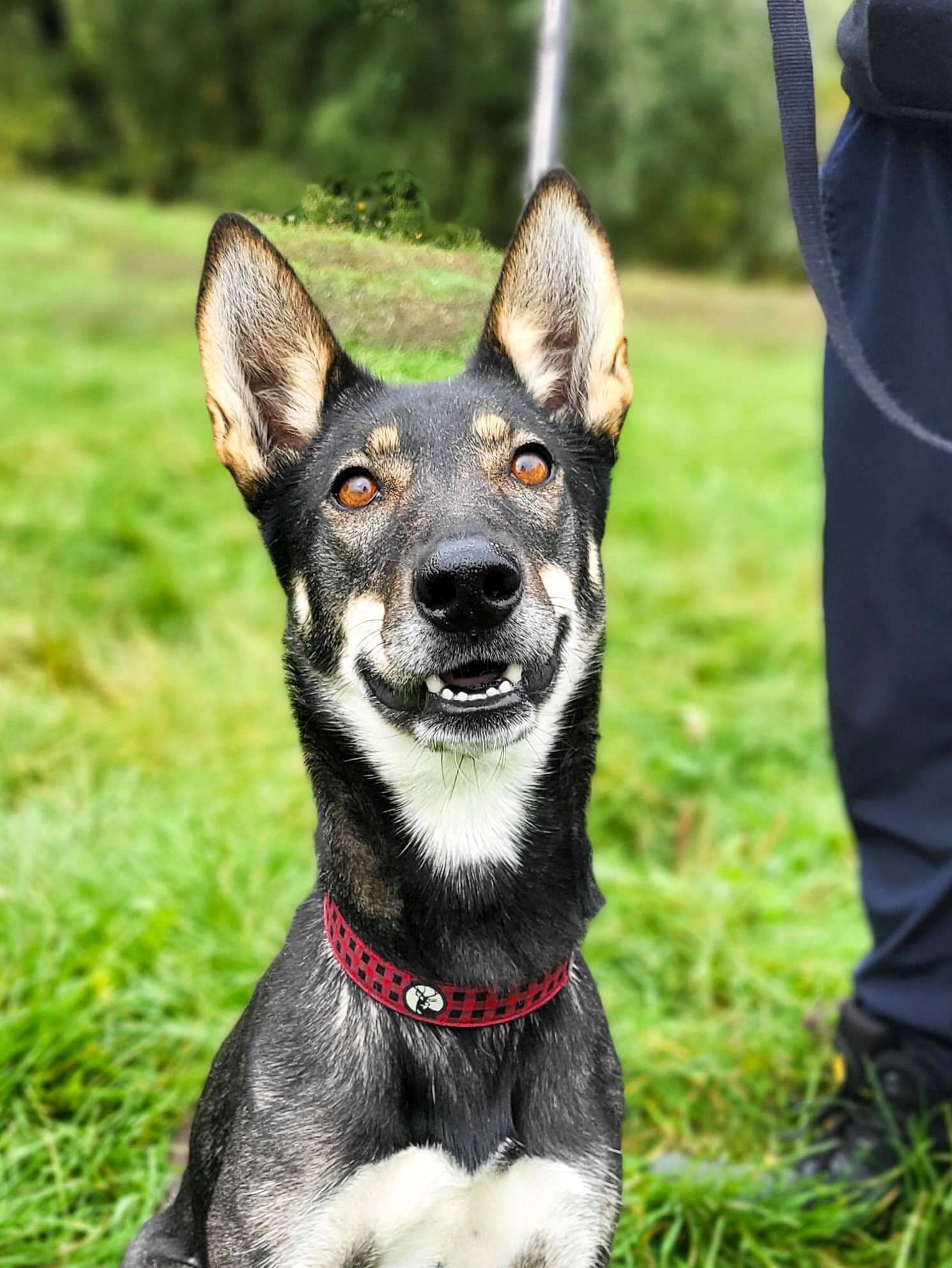 Ema - Husky available for adoption