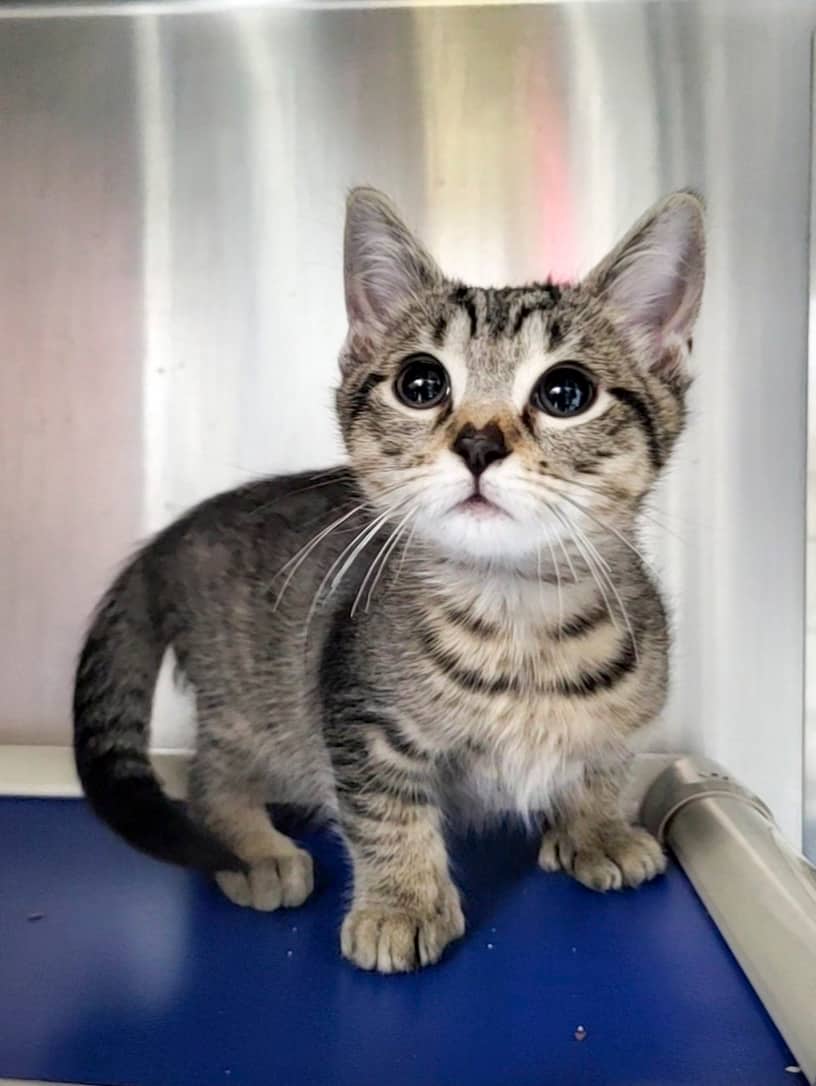 Fred - Domestic Shorthair available for adoption