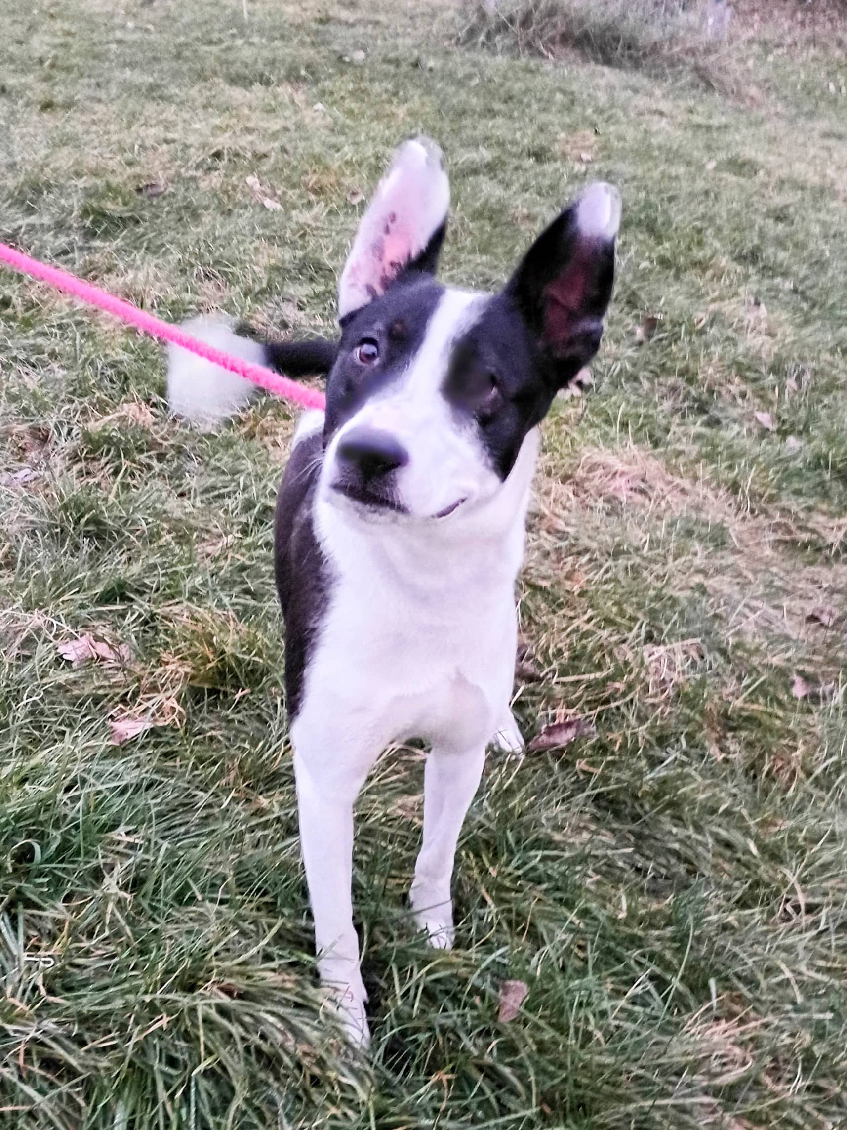 Gâteau - Mixed Breed available for adoption at SPCA de l'Outaouais in Gatineau