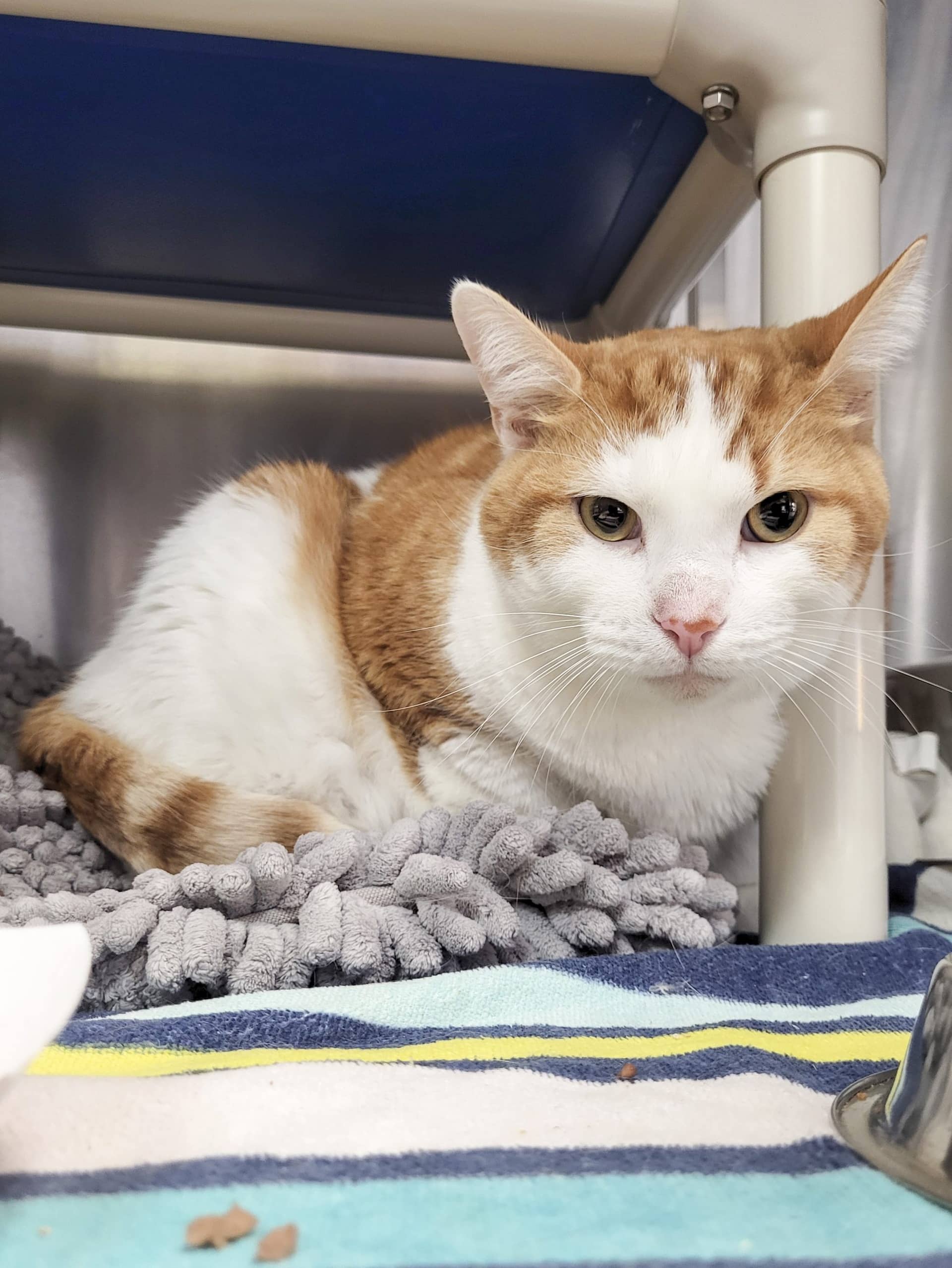 Jujube - Domestic Shorthair cat available for adoption at SPCA de l'Outaouais in Gatineau