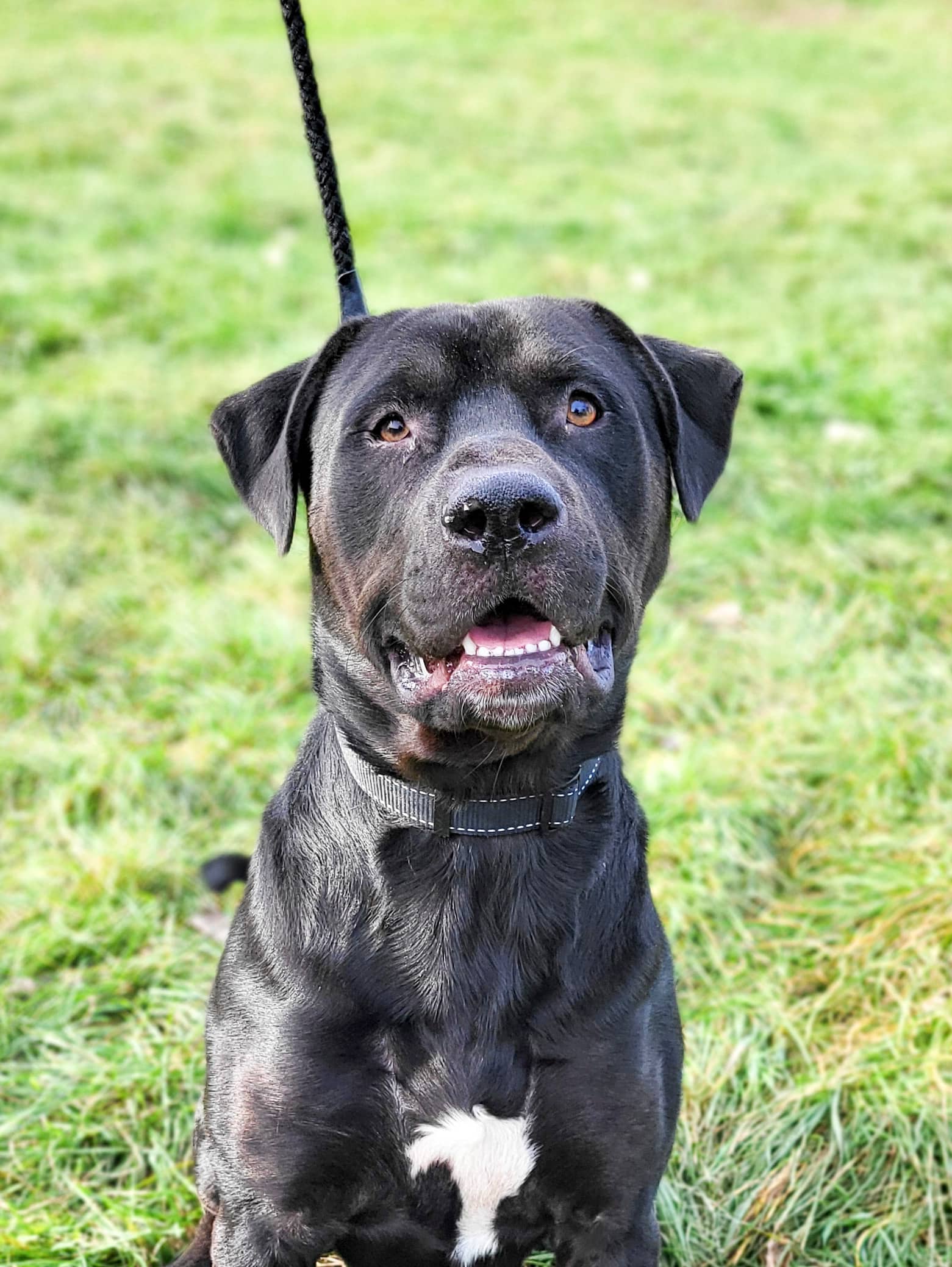 Kobe - Mixed Breed available for adoption