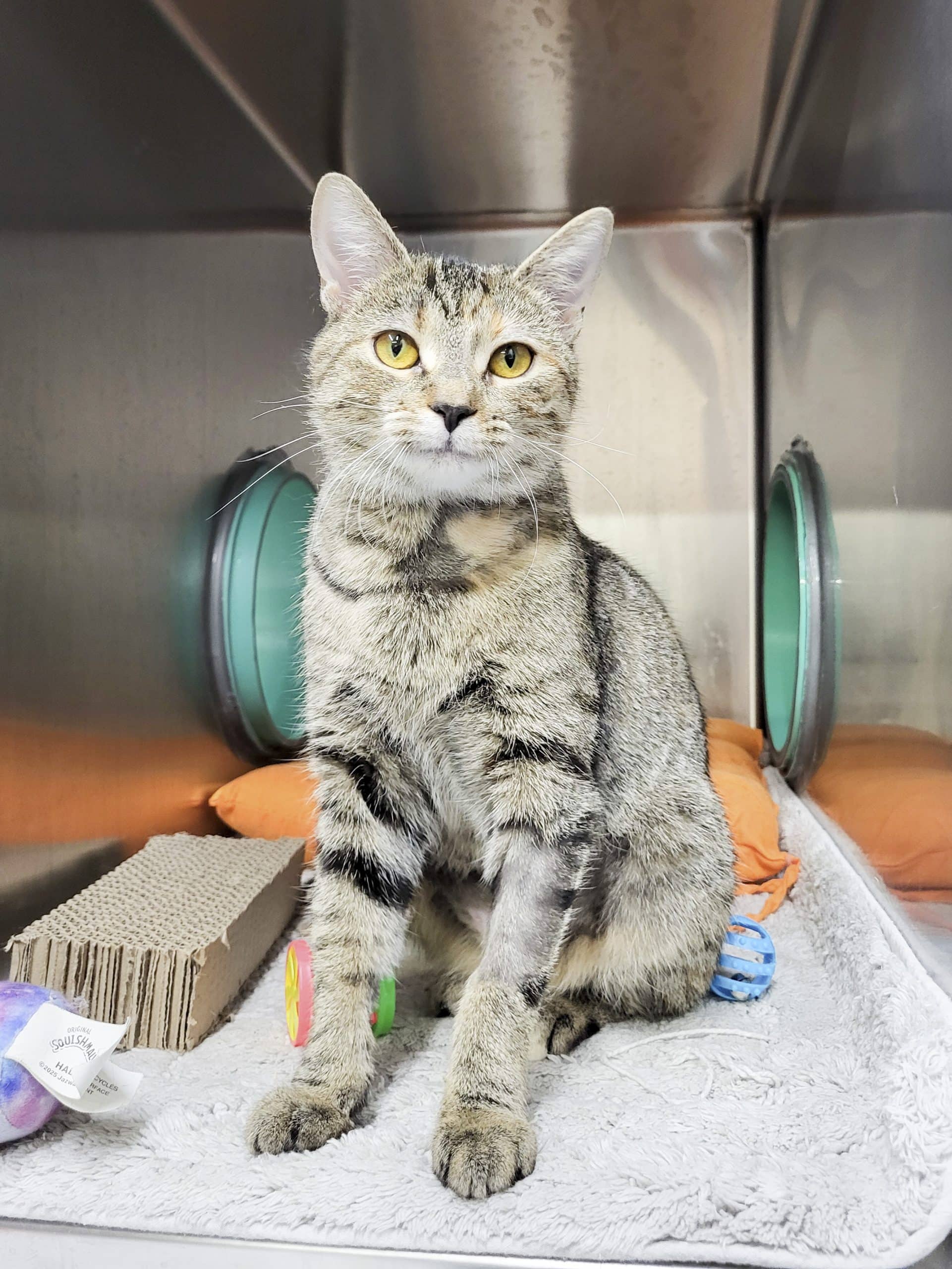 Latte - Domestic Shorthair available for adoption