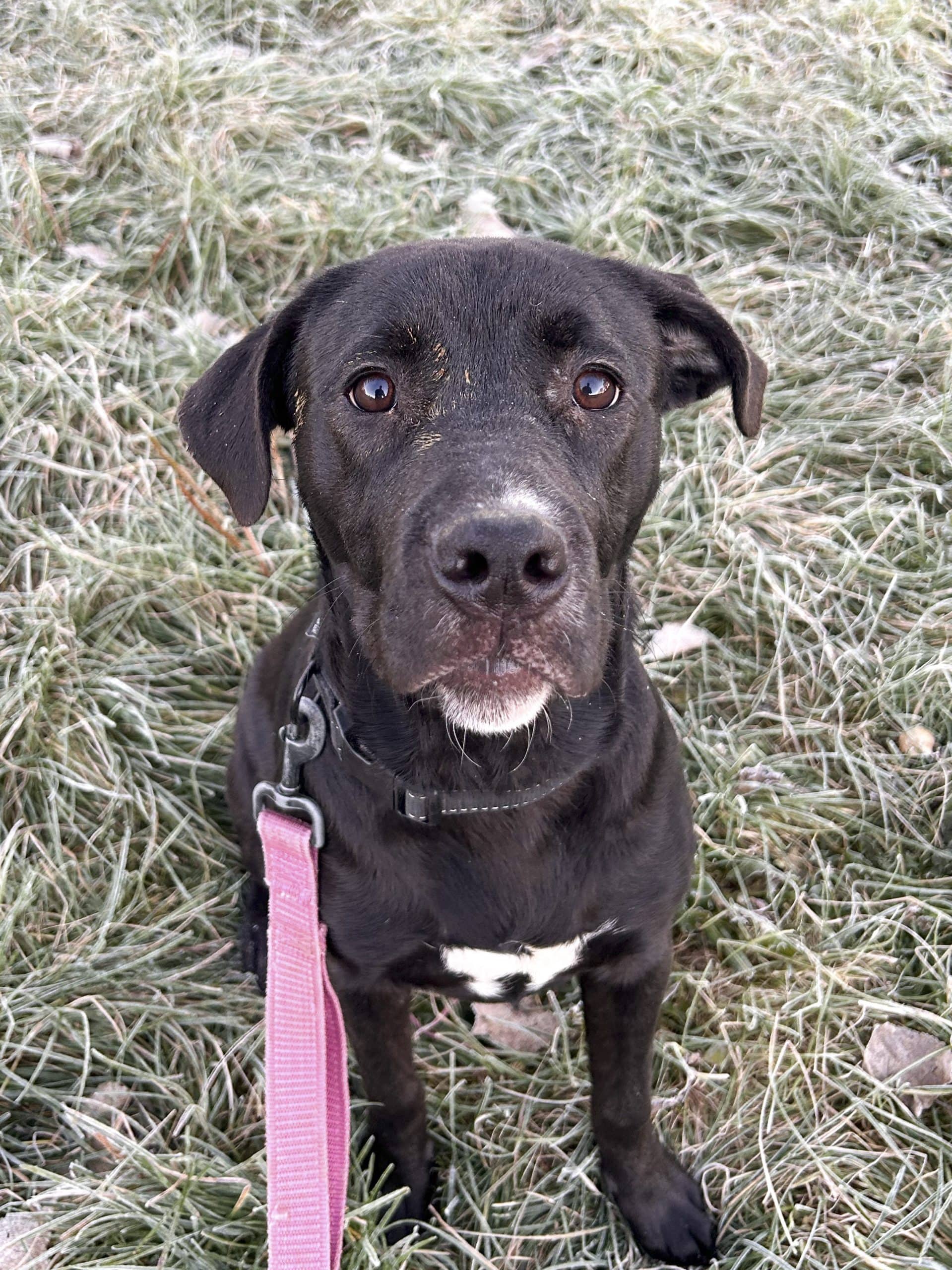Layla - Mixed Breed available for adoption