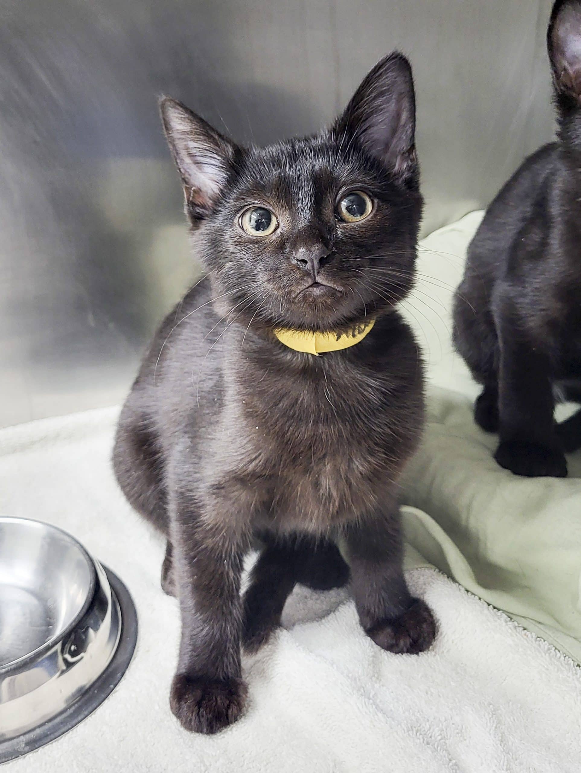 Mandarine - Domestic Shorthair available for adoption