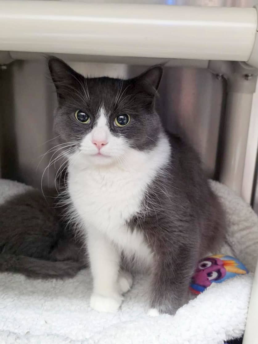 Mia - Domestic Shorthair cat available for adoption at SPCA de l'Outaouais in Gatineau
