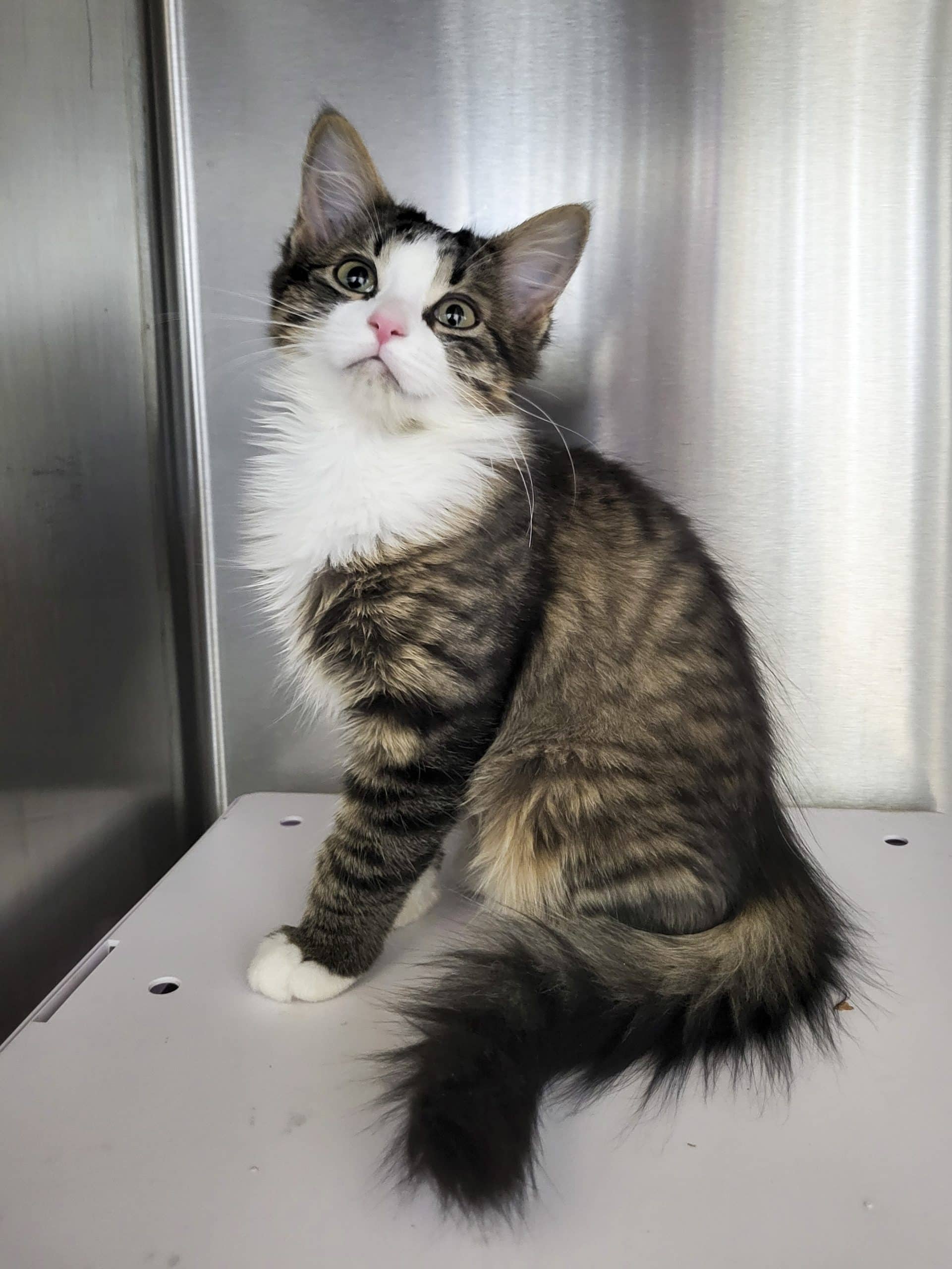 Mochi - Domestic Shorthair available for adoption