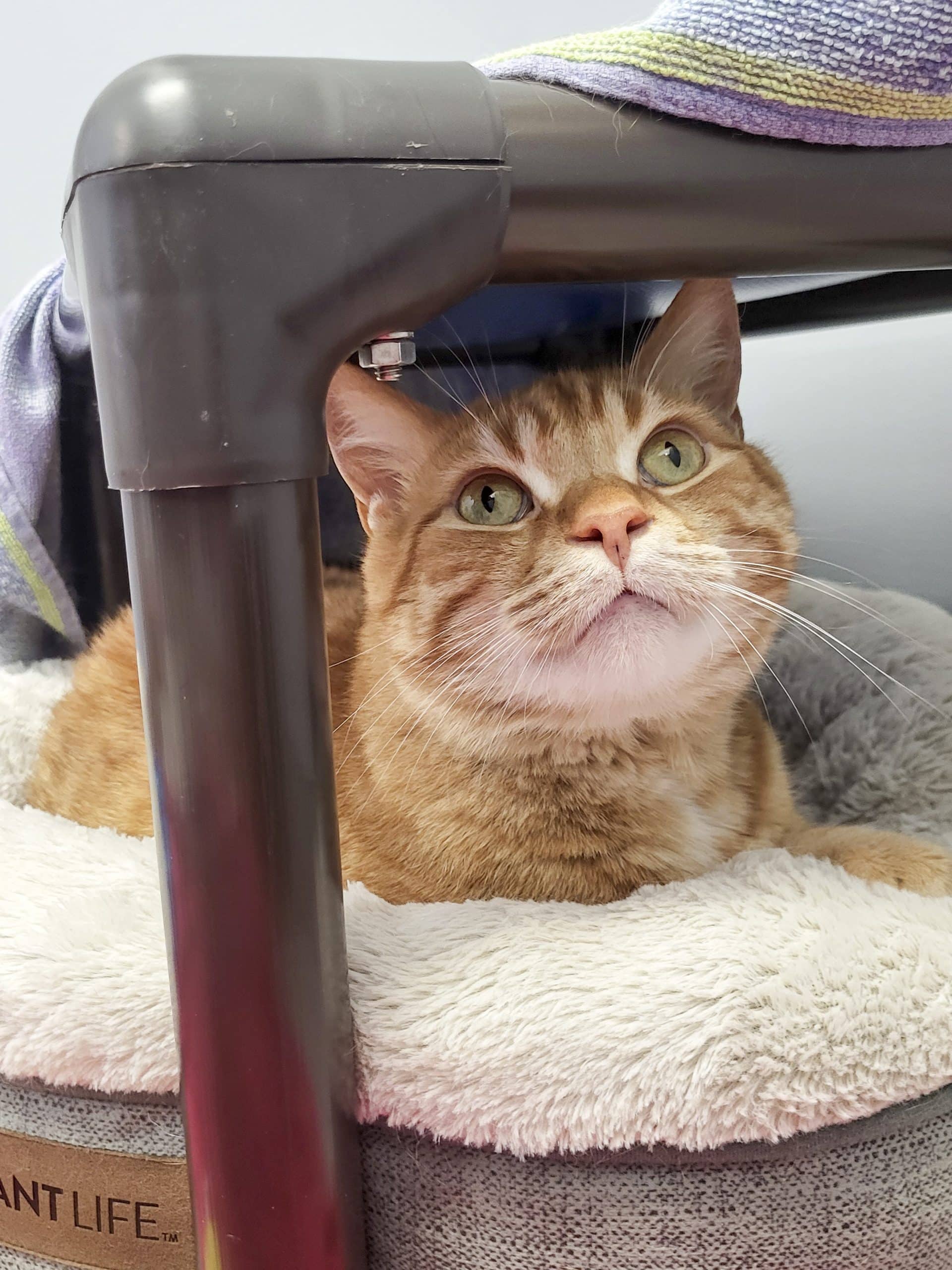 Oliver - Domestic Shorthair cat available for adoption at SPCA de l'Outaouais in Gatineau