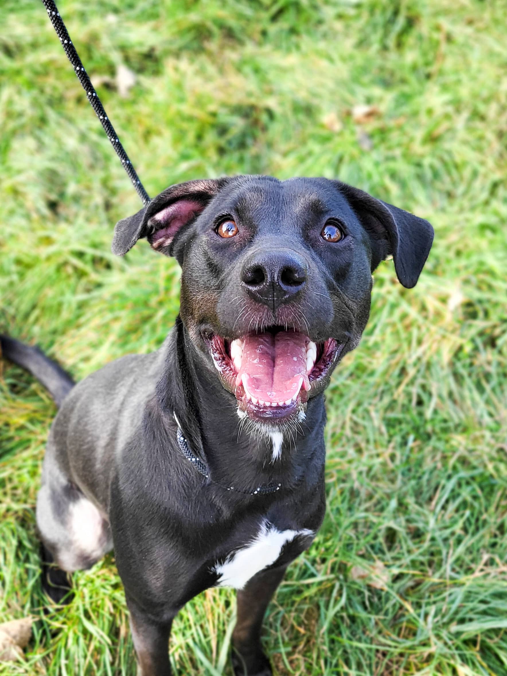 Popcorn - Mixed Breed available for adoption