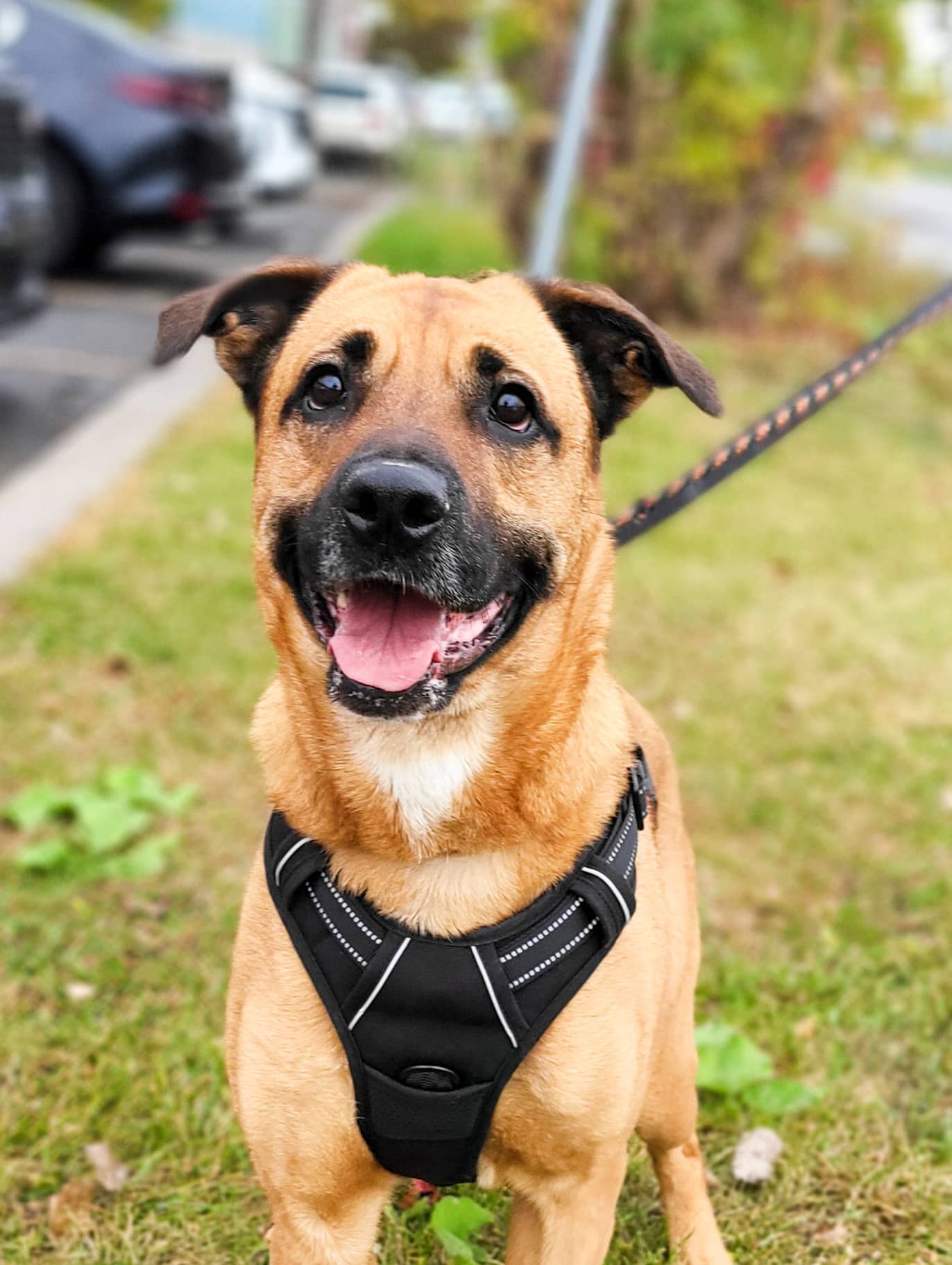 Praline - Mixed Breed available for adoption